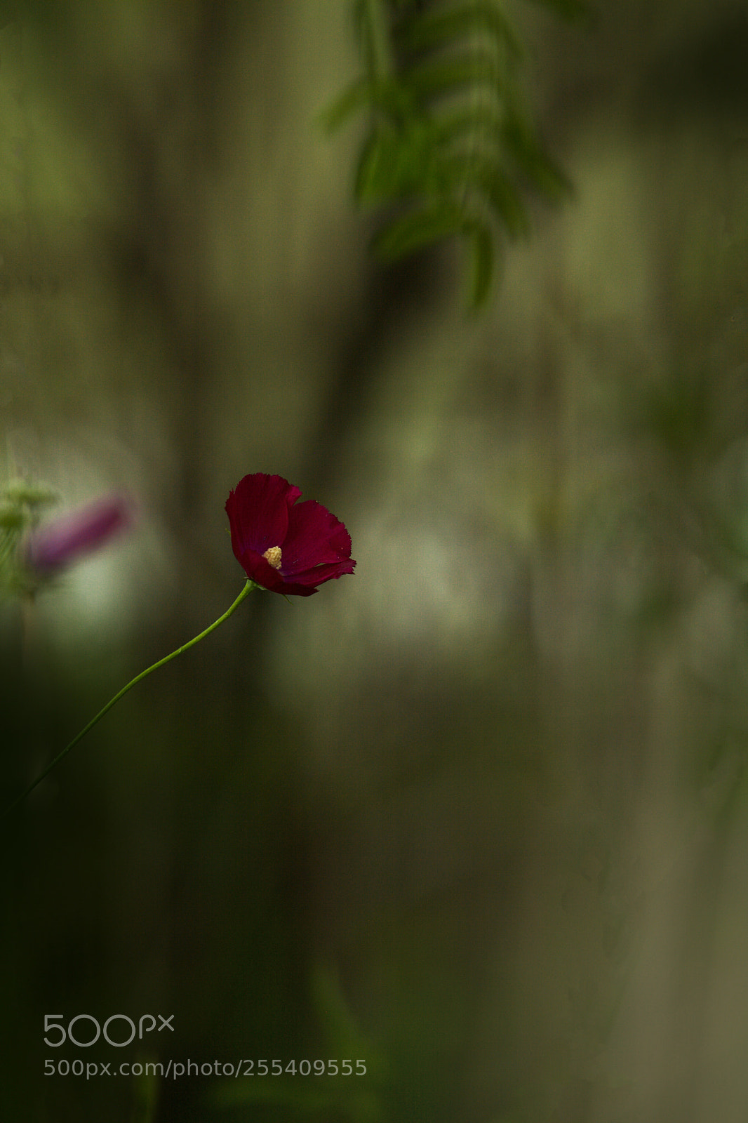 Canon EOS 5D Mark II sample photo. When one dreams... photography