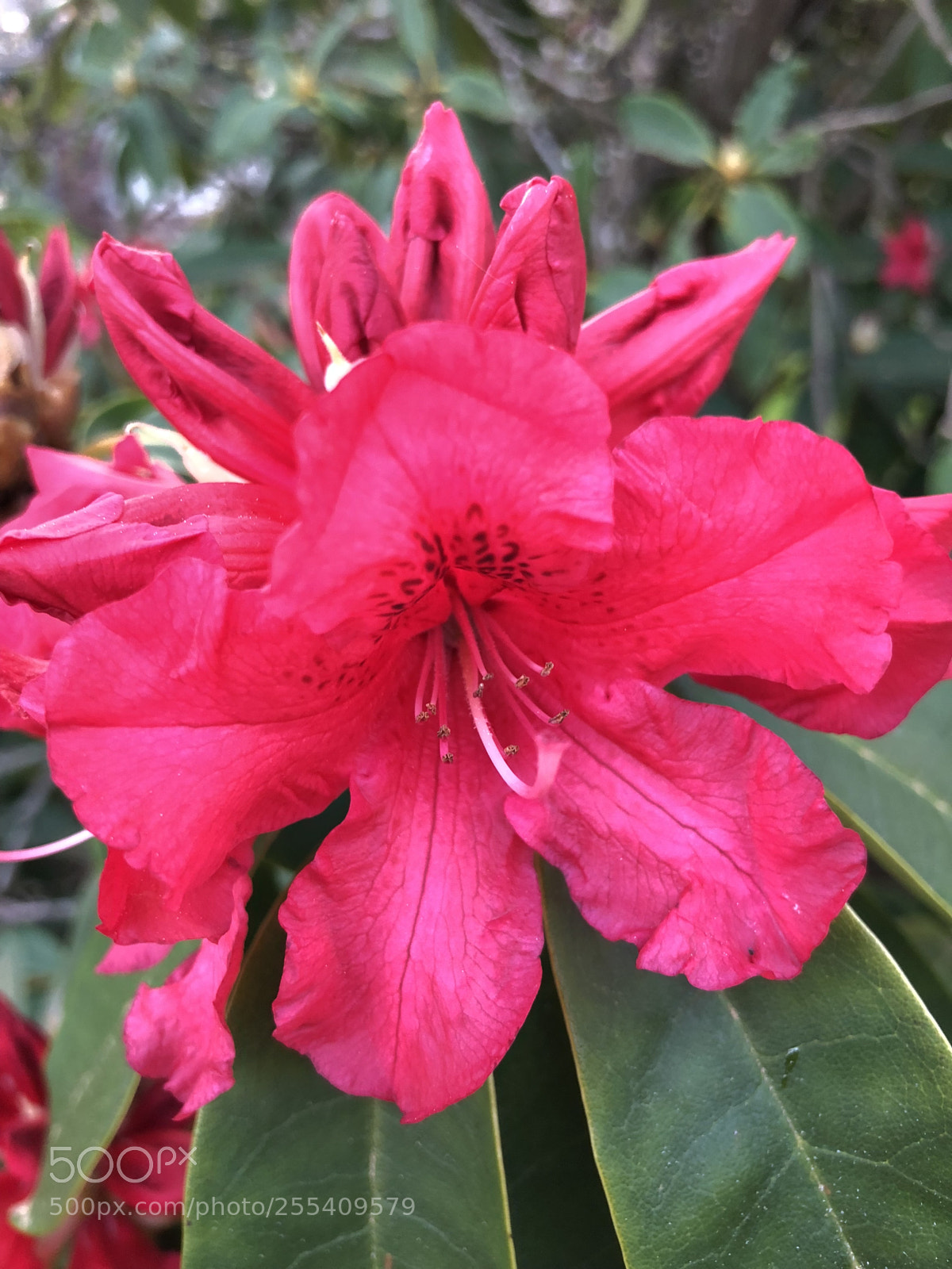 Apple iPhone X sample photo. Pink photography
