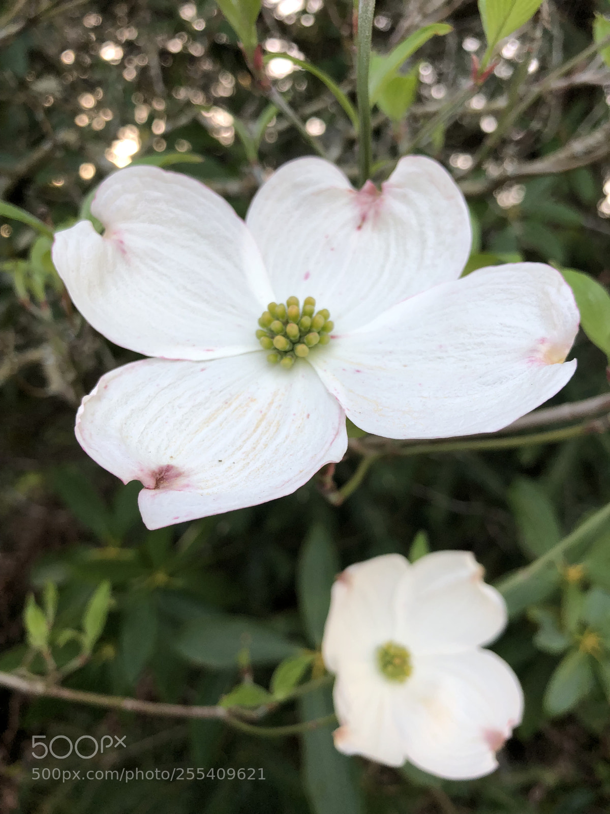 Apple iPhone X sample photo. White photography