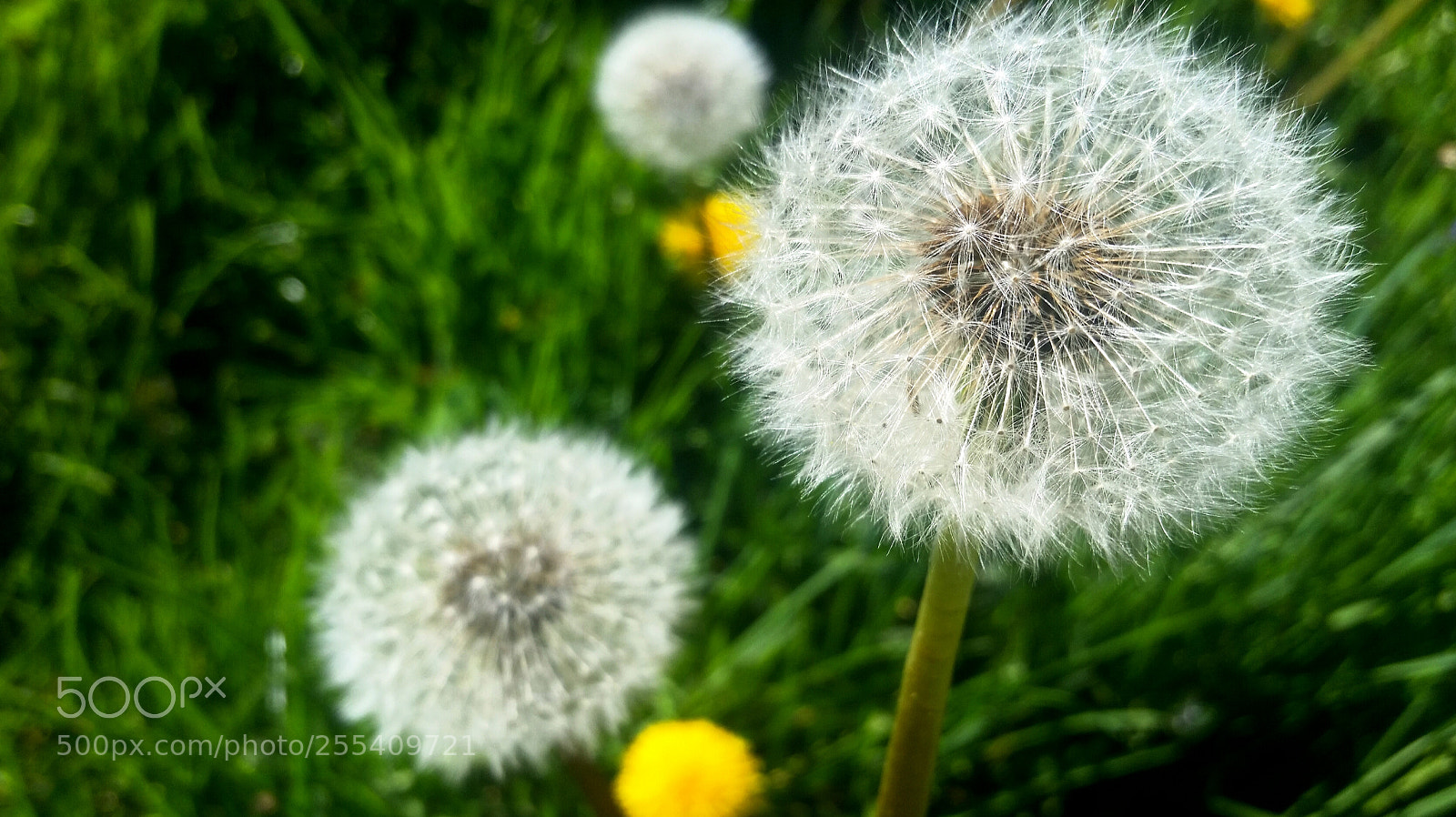 Samsung Galaxy S5 sample photo. Untitled photography