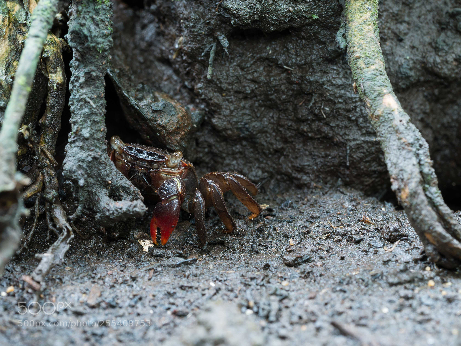 Panasonic Lumix DMC-G85 (Lumix DMC-G80) sample photo. Crab photography