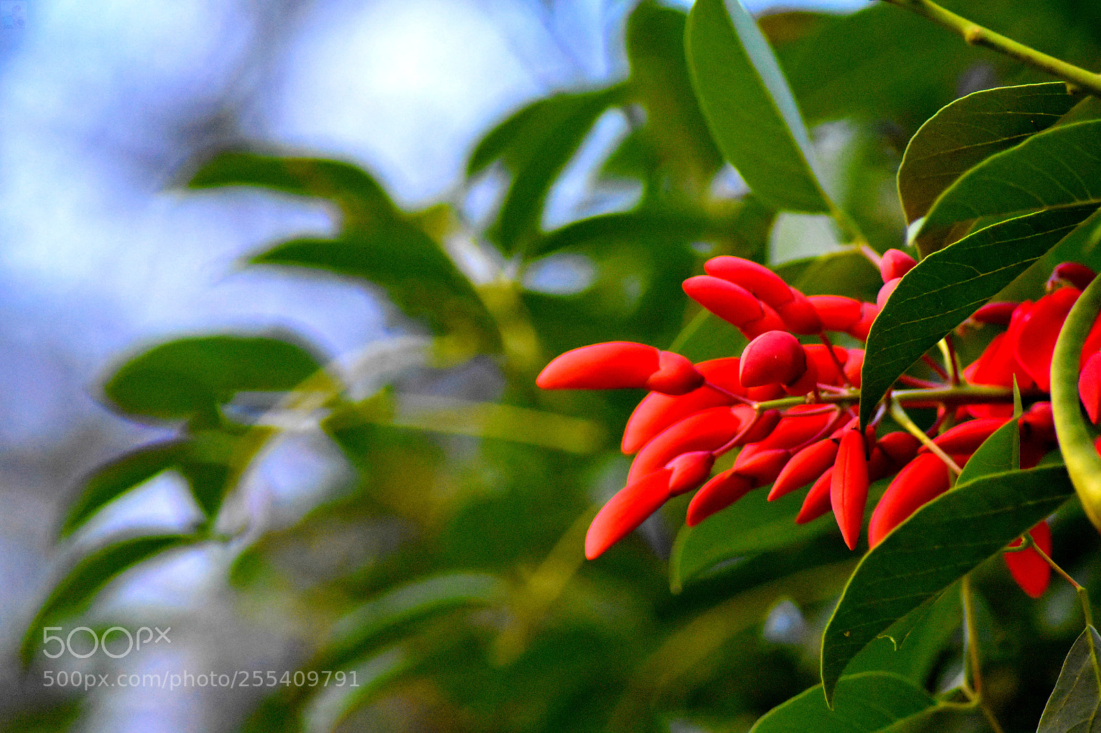 Nikon D3400 sample photo. The courage in vibrance. photography