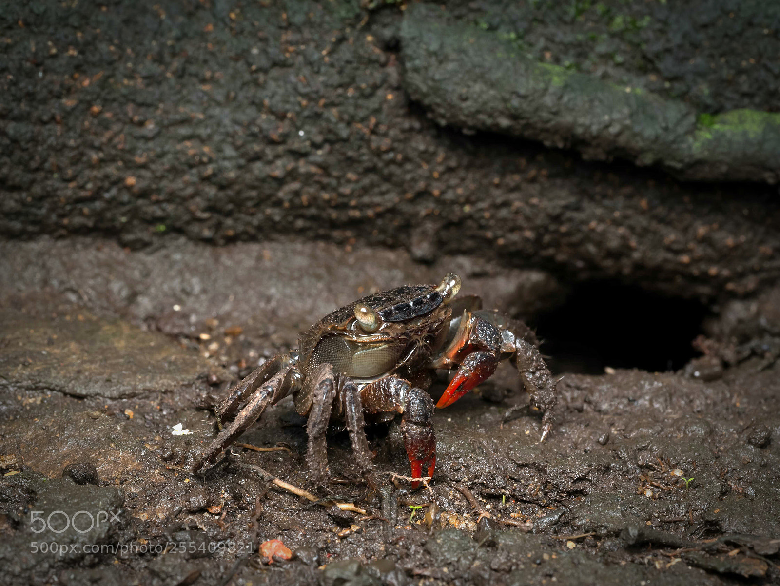 Panasonic Lumix DMC-G85 (Lumix DMC-G80) sample photo. Crab photography
