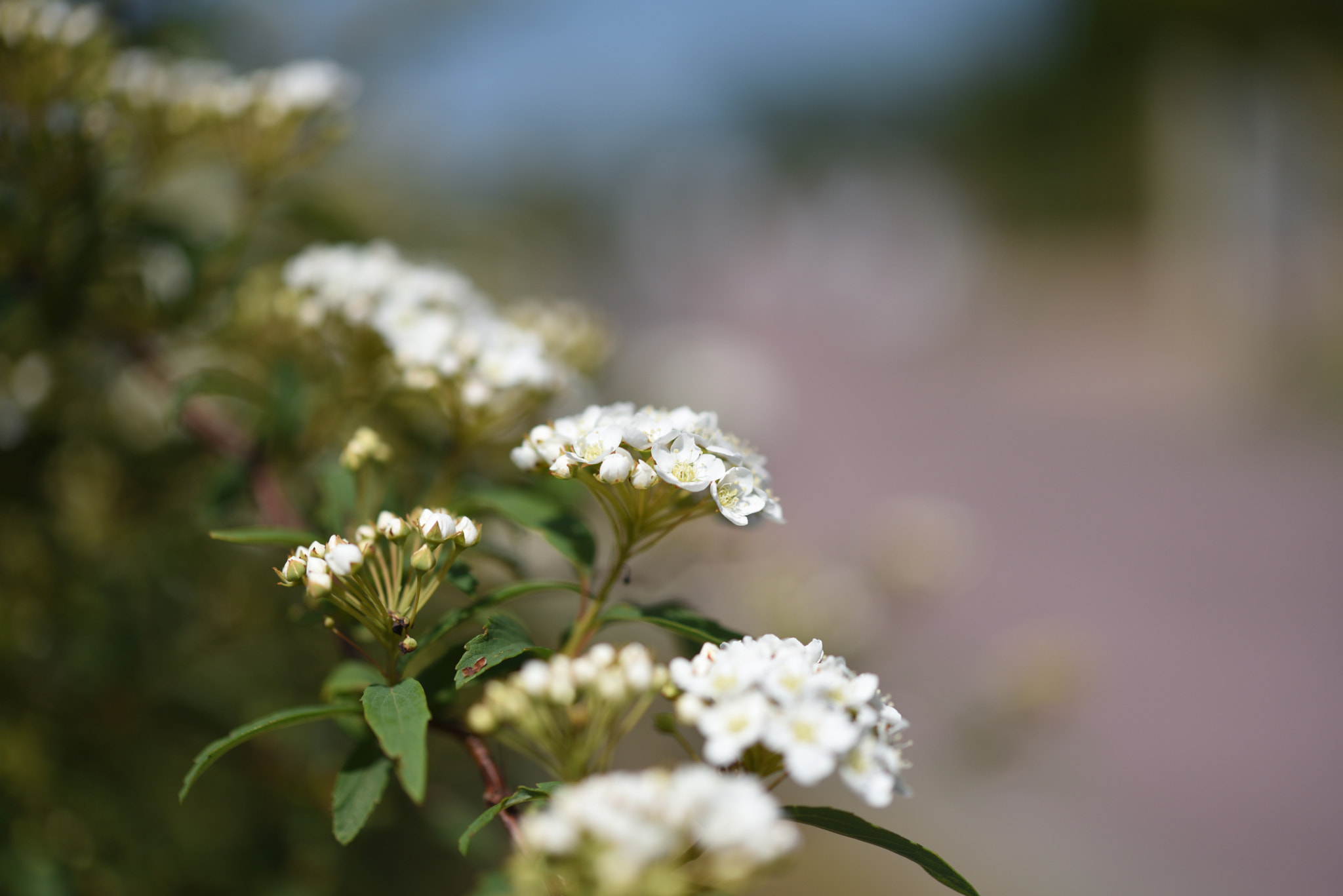 Nikon D750 + Nikon AF-S Micro-Nikkor 60mm F2.8G ED sample photo. コテマリ 金沢大乗寺丘陵公園 photography