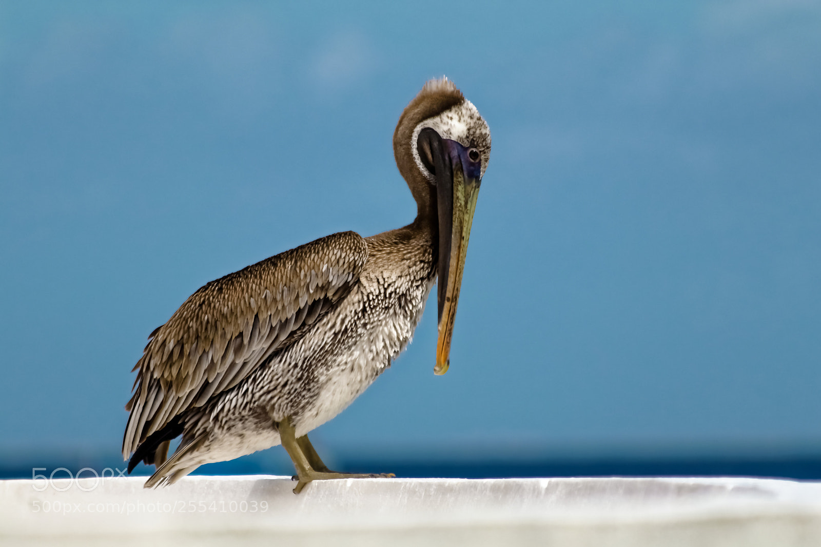 Canon EOS 80D sample photo. Angry pelican photography