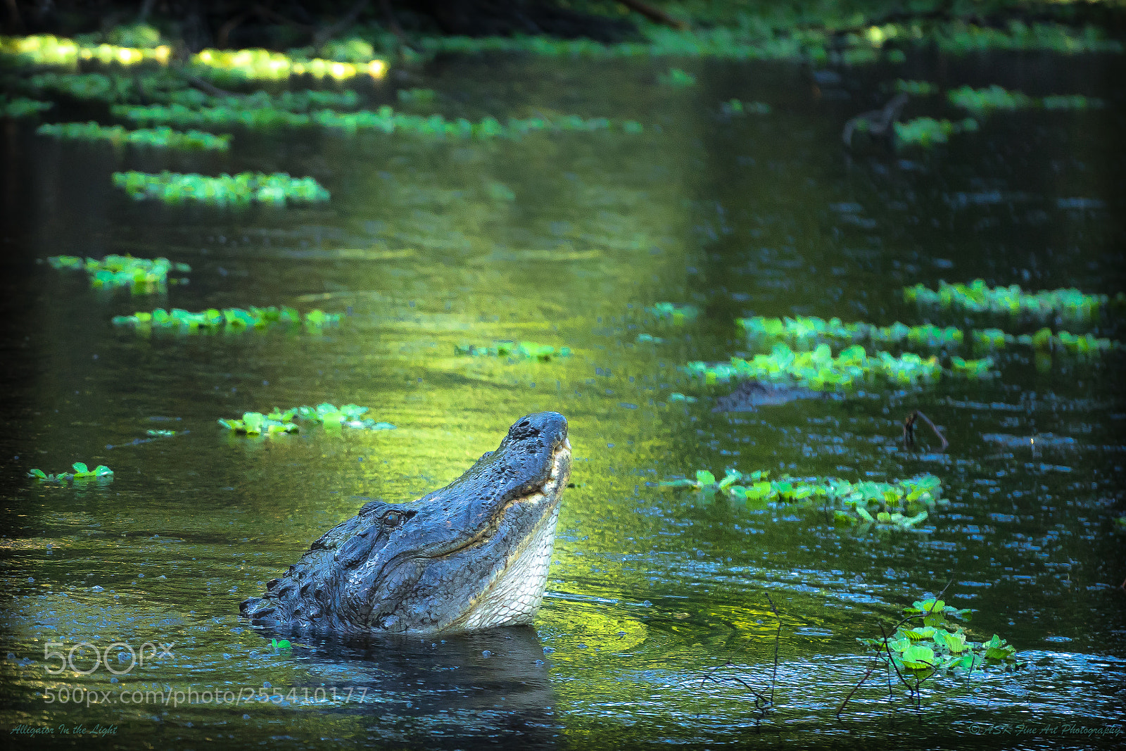 Sony a7 sample photo. Alligator in the light photography