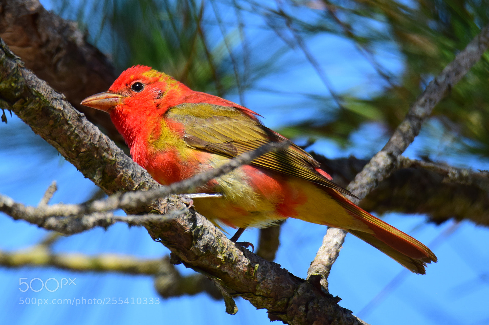 Nikon D5300 sample photo. Summer tanager photography