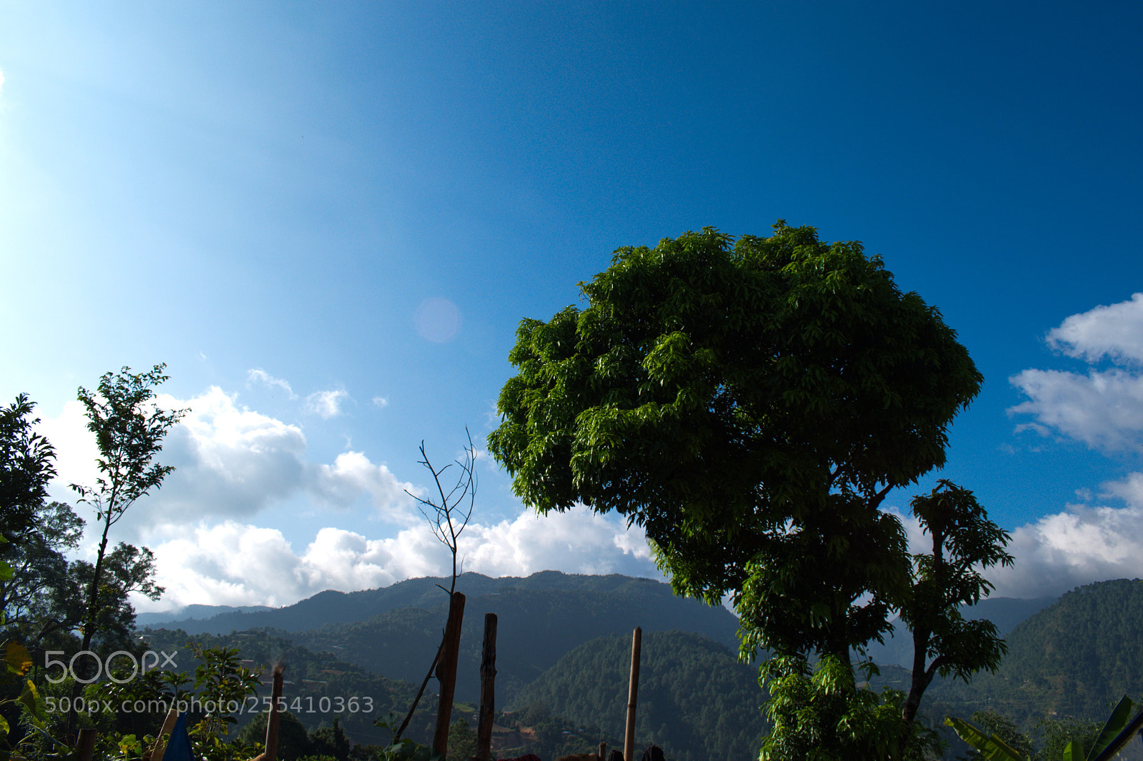 Nikon D5600 sample photo. View with mango tree photography