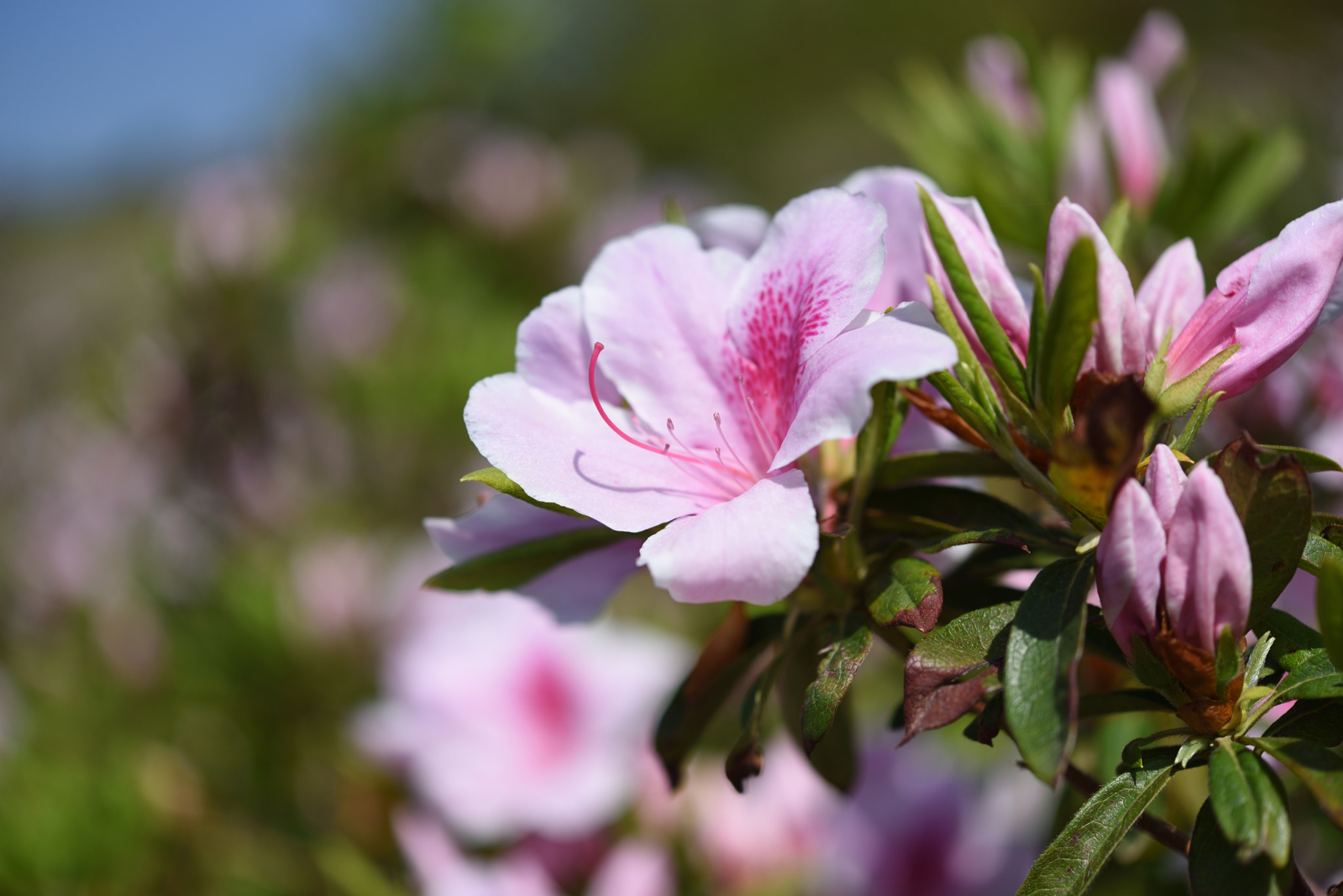 Nikon AF-S Micro-Nikkor 60mm F2.8G ED sample photo. ツツジ 金沢大乗寺丘陵公園 photography