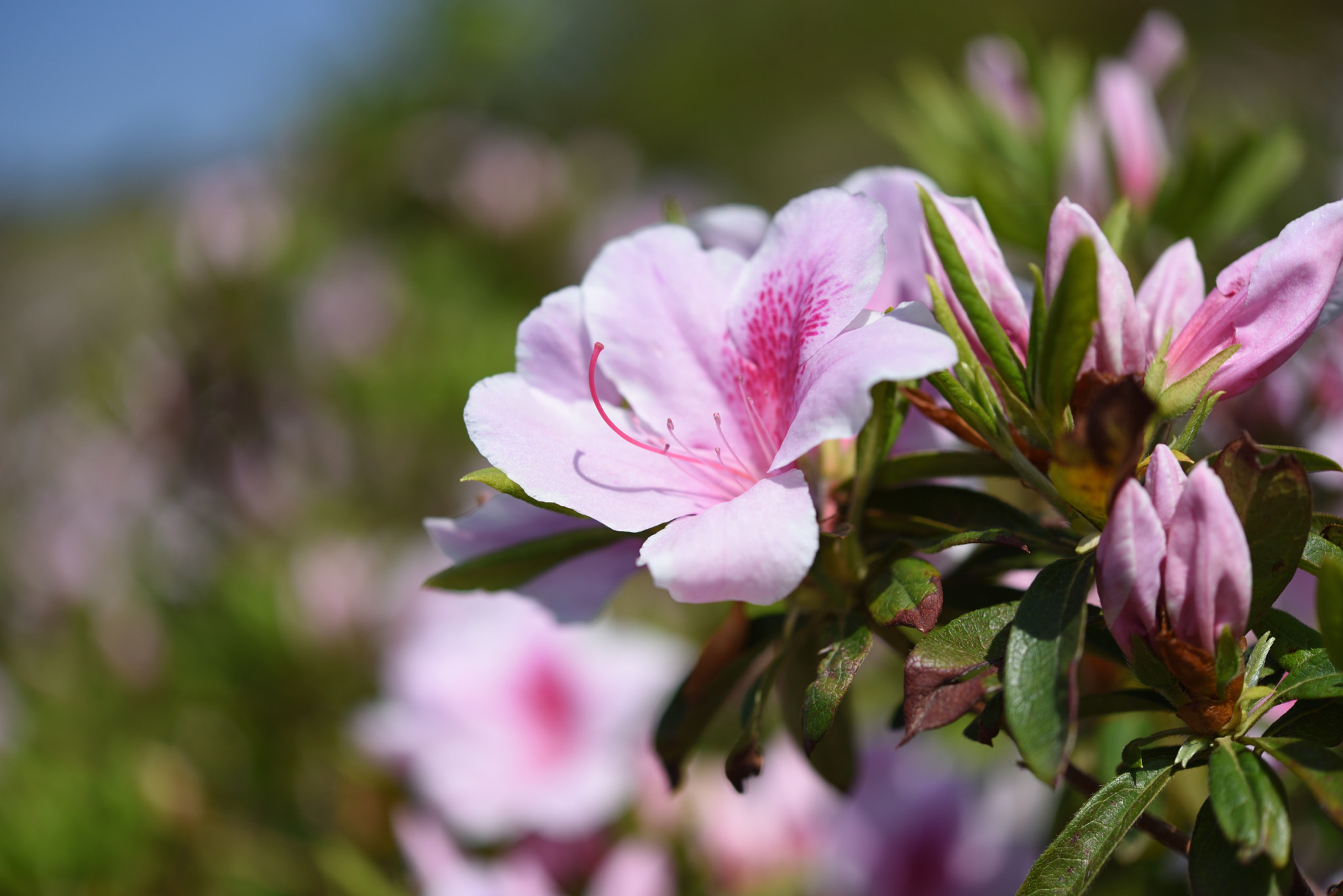 Nikon D750 + Nikon AF-S Micro-Nikkor 60mm F2.8G ED sample photo. ツツジ 金沢大乗寺丘陵公園 photography