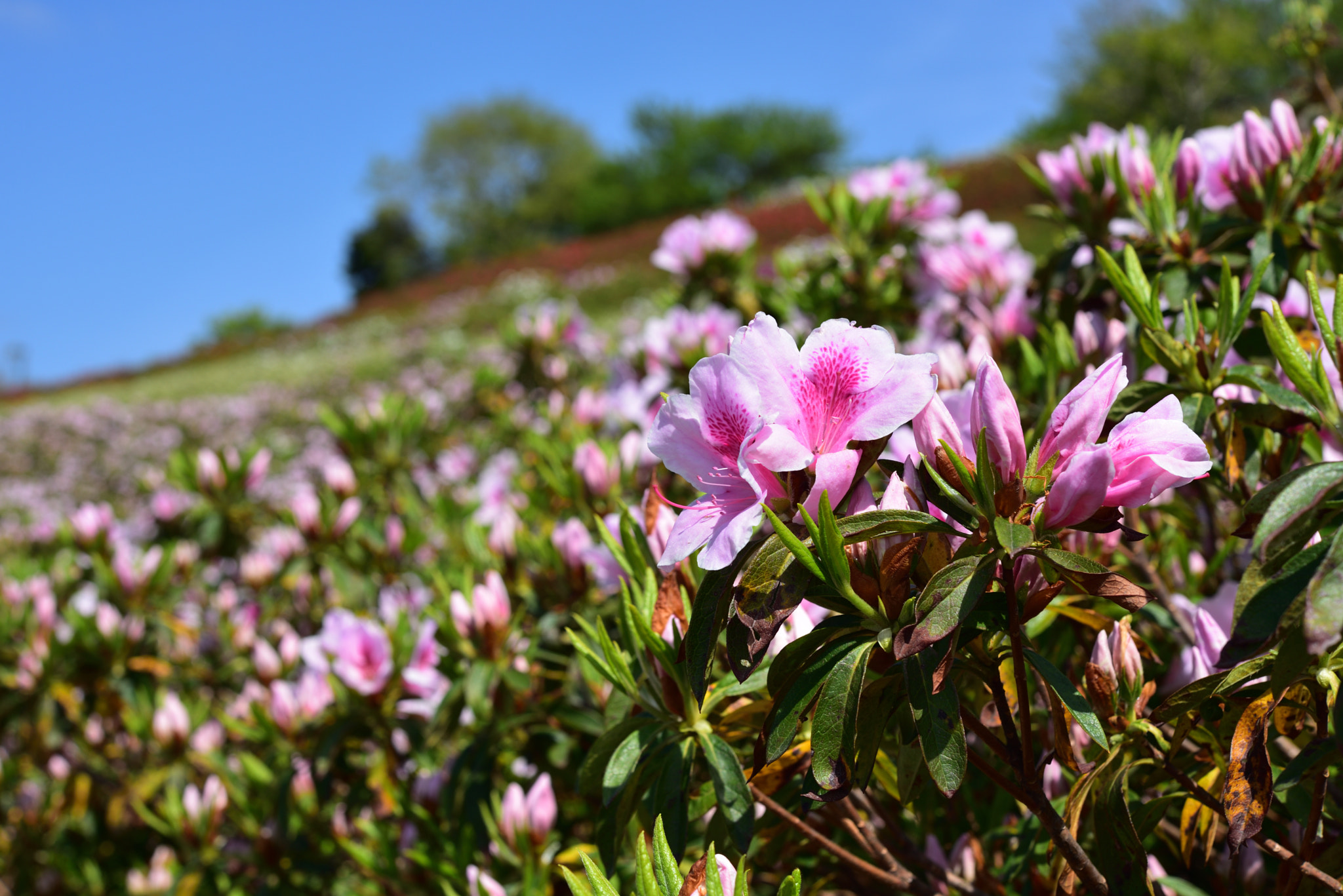 Nikon AF-S Micro-Nikkor 60mm F2.8G ED sample photo. ツツジ 金沢大乗寺丘陵公園 (2) photography