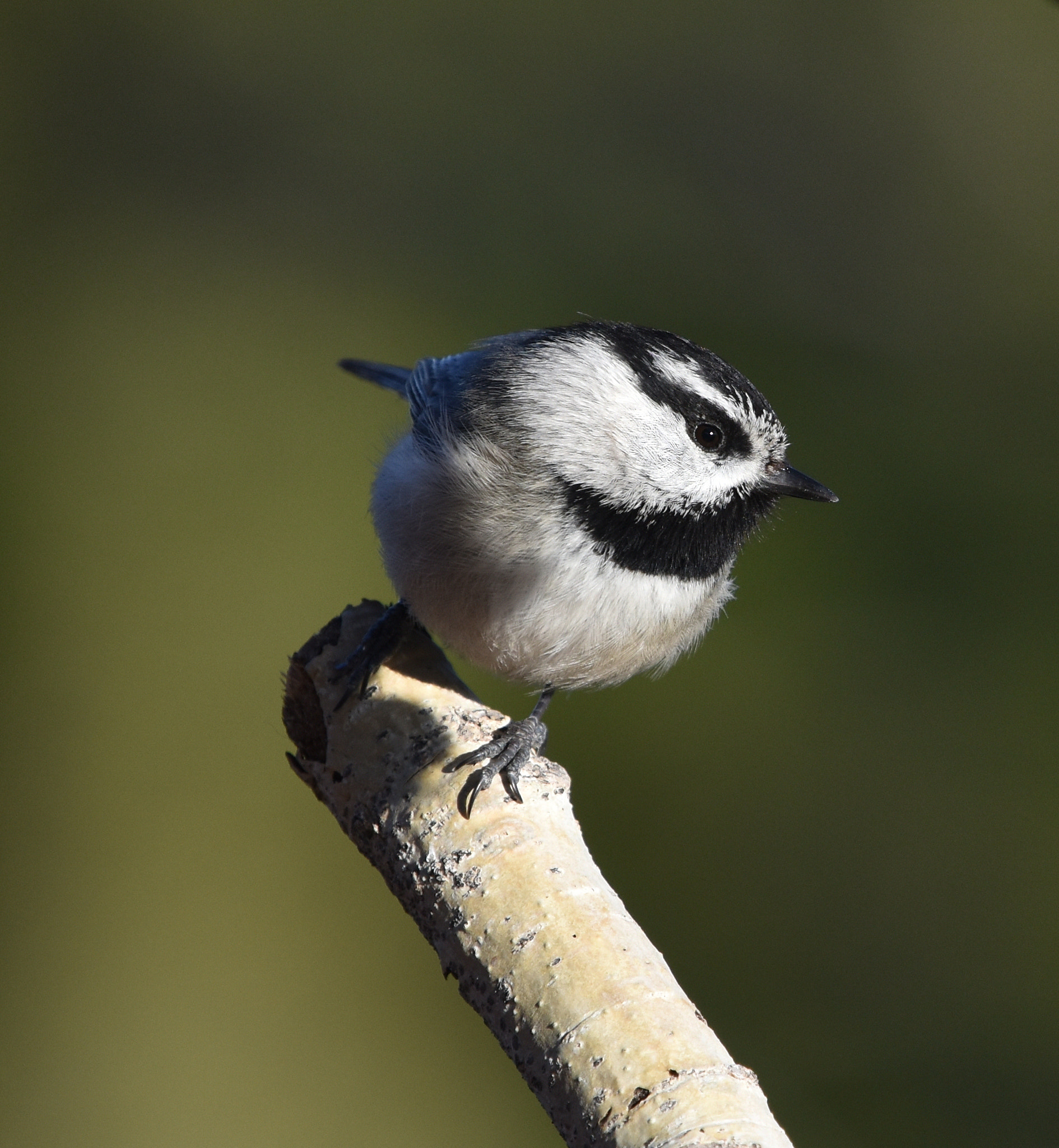 Nikon Nikkor AF-S 300mm F4E PF ED VR sample photo. Chickadee photography