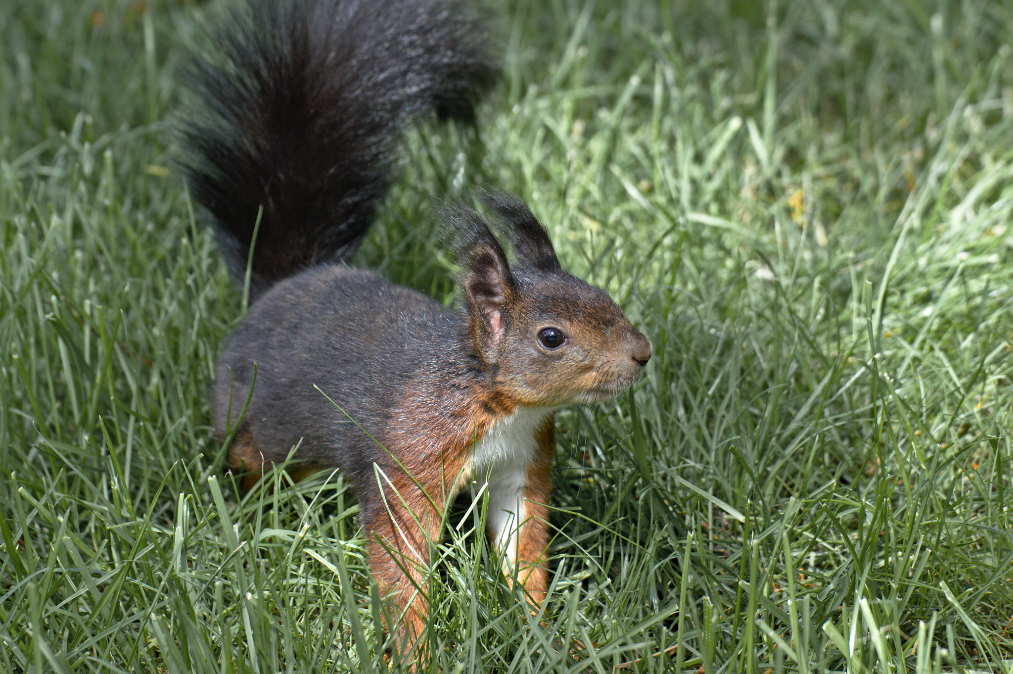 Nikon D3200 sample photo. Cute squirrel photography