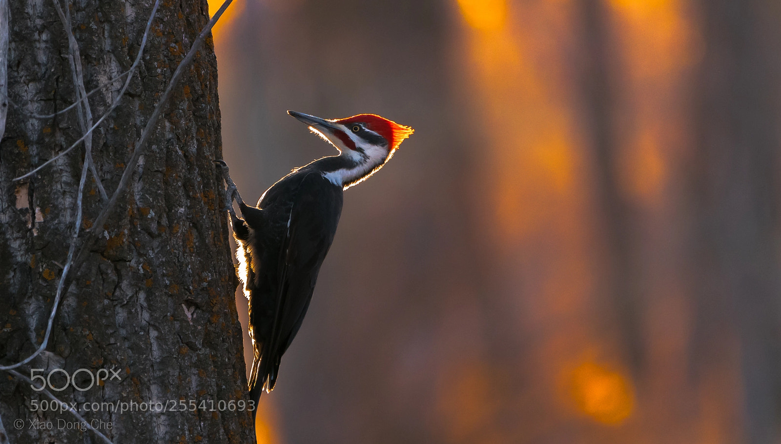 Sony a9 sample photo. Pileated woodpecker in the photography