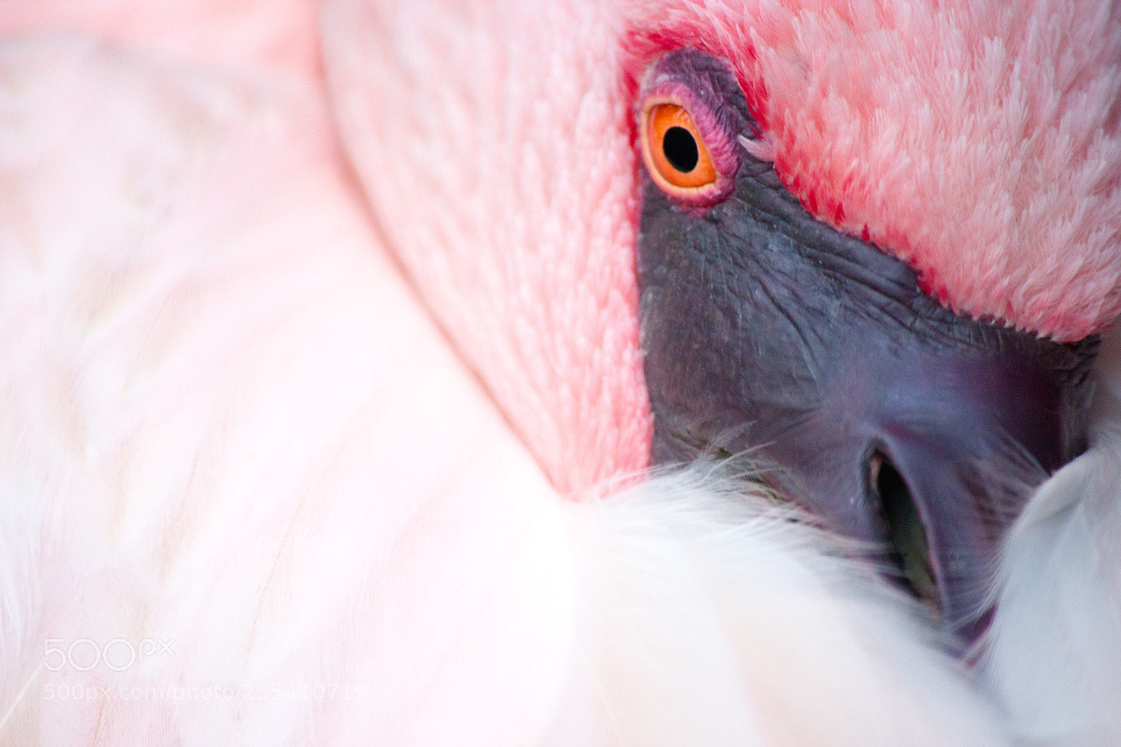 Canon EOS 550D (EOS Rebel T2i / EOS Kiss X4) sample photo. Flamingo photography