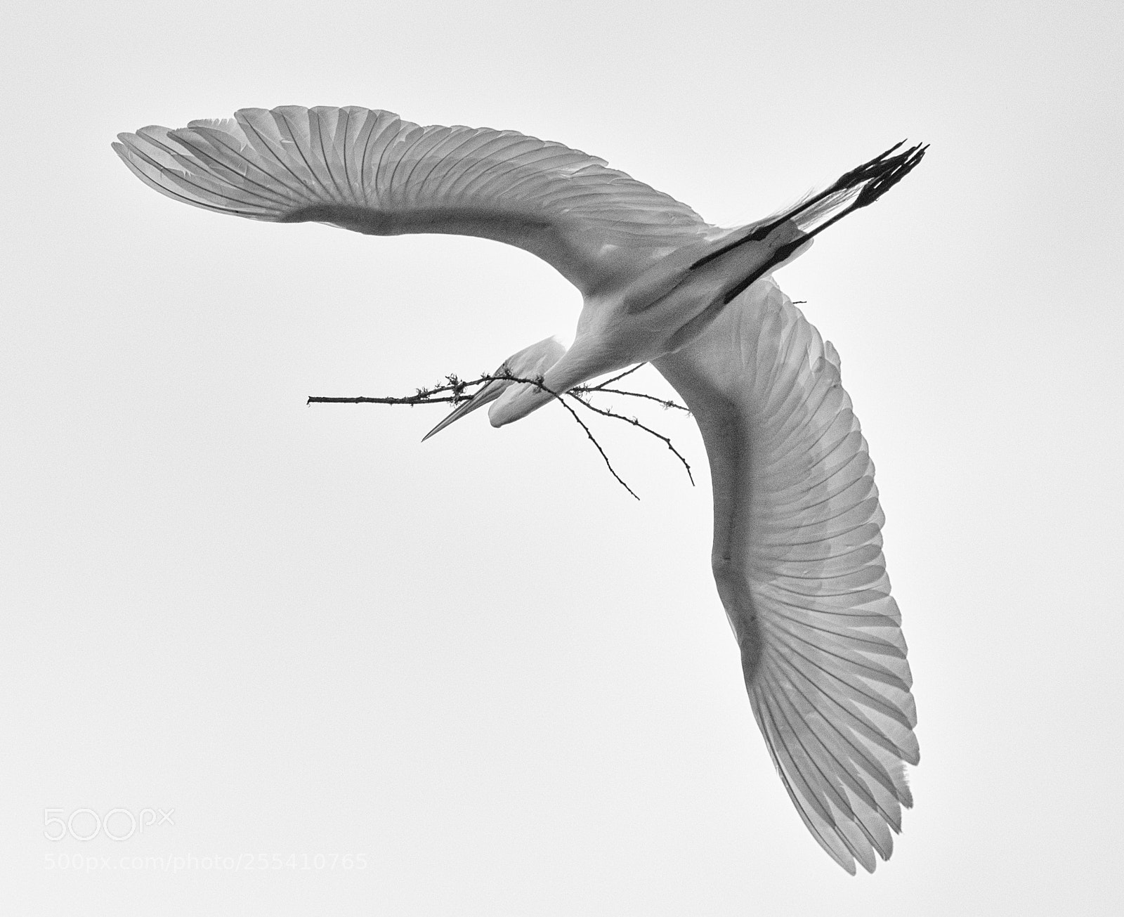 Nikon D800 sample photo. Wings photography
