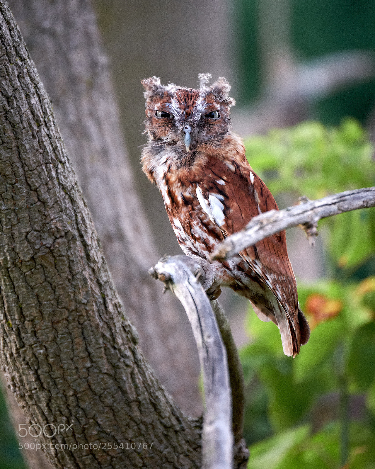 Fujifilm X-T2 sample photo. Eastern screech owl photography