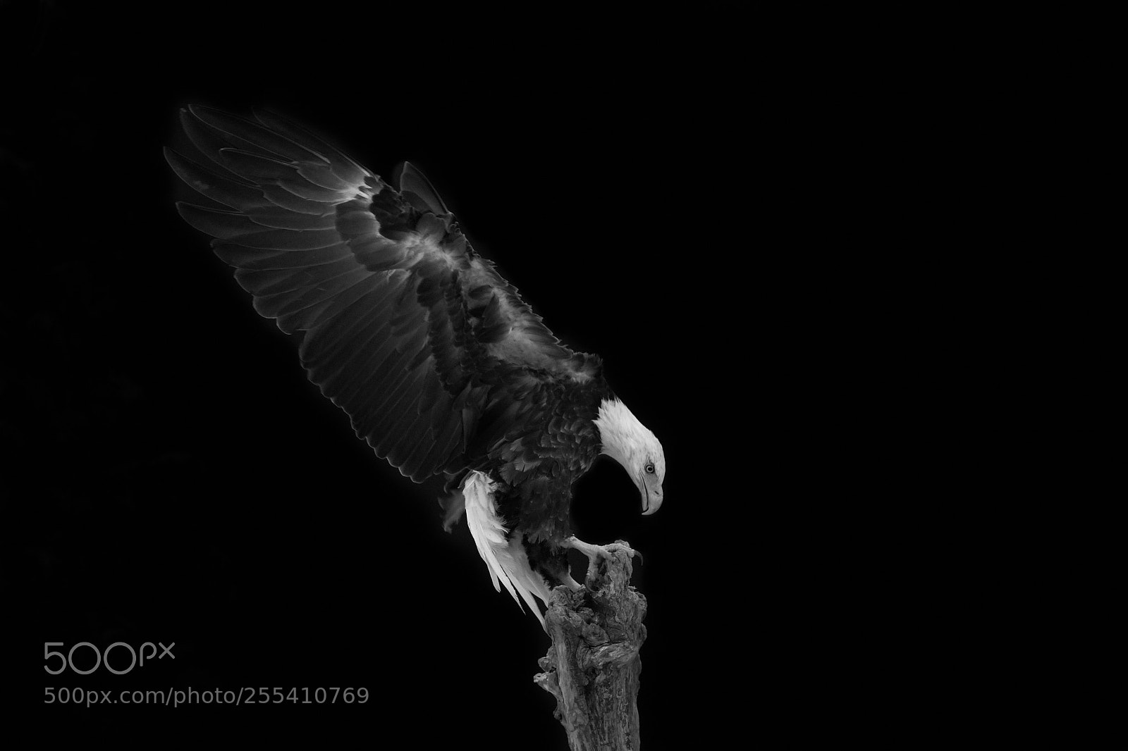Fujifilm X-T2 sample photo. American bald eagle photography