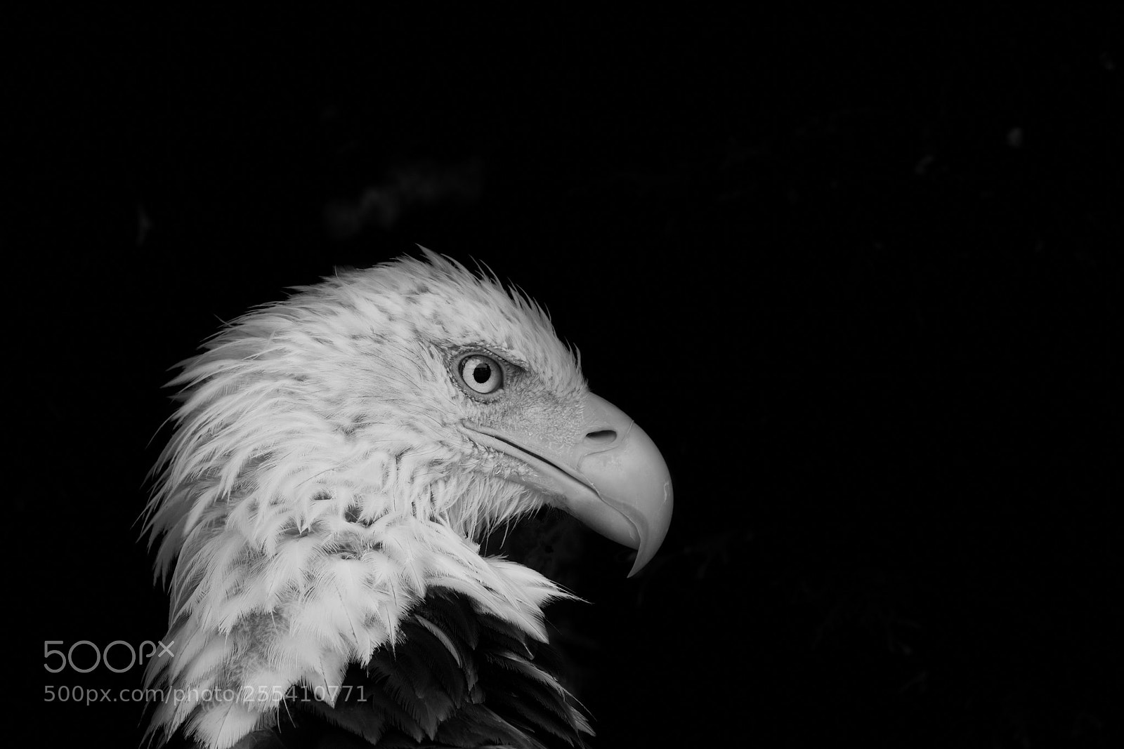 Fujifilm X-T2 sample photo. American bald eagle photography