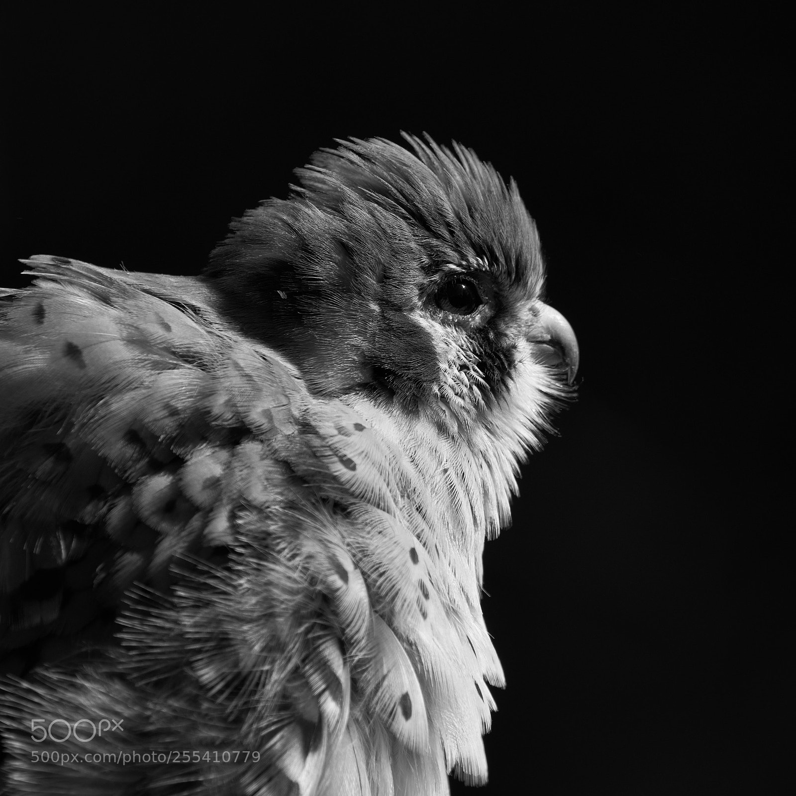 Fujifilm X-T2 sample photo. American kestrel photography