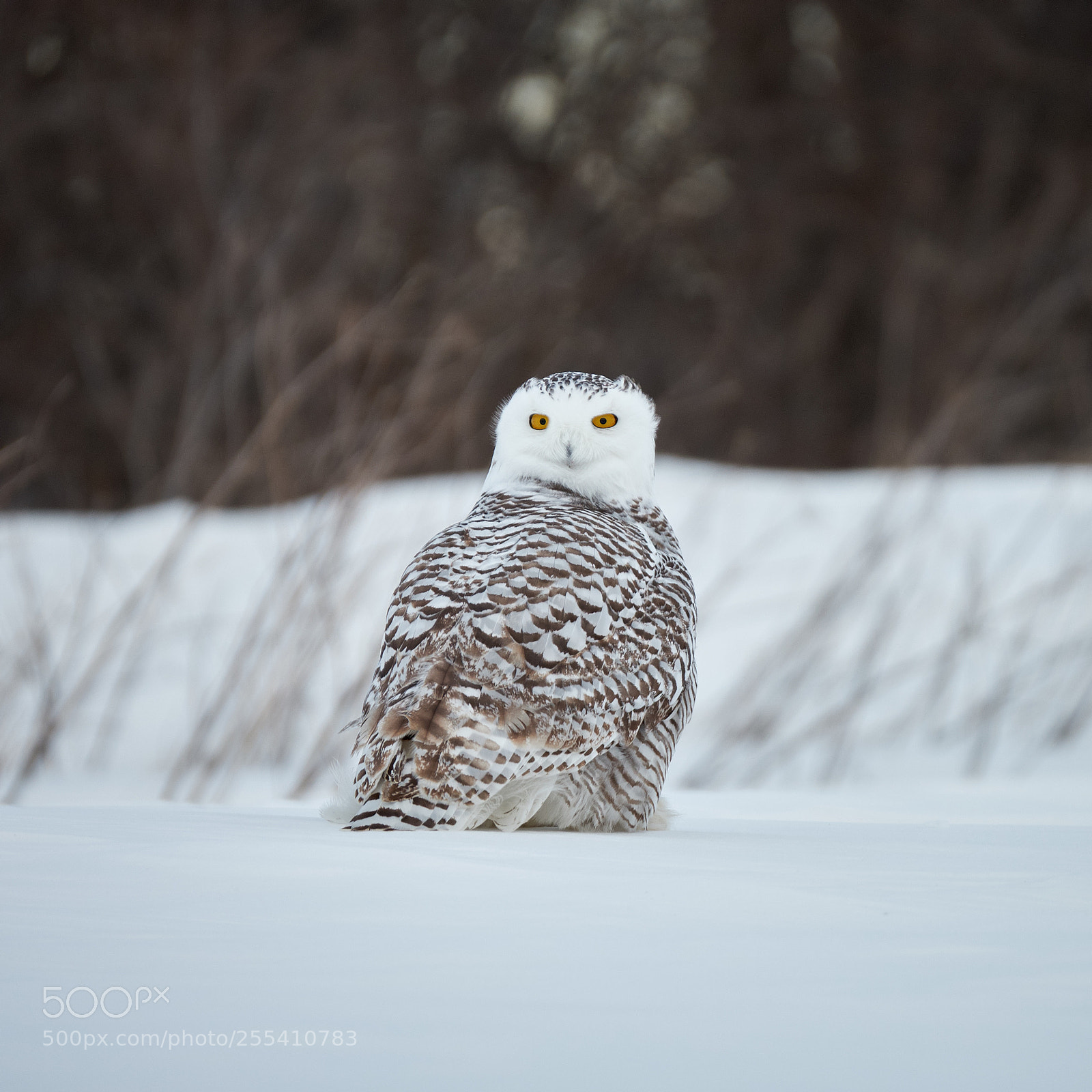 Fujifilm X-T2 sample photo. Snowy owl photography