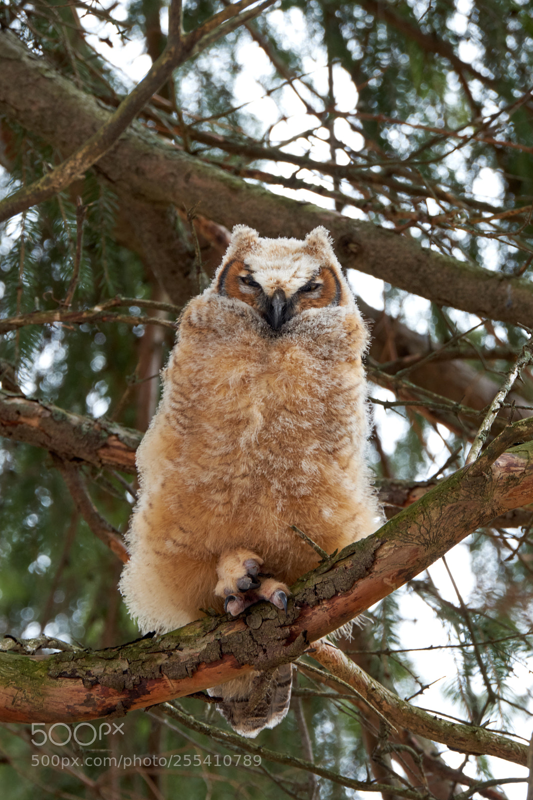 Fujifilm X-T2 sample photo. Great horned owlet photography