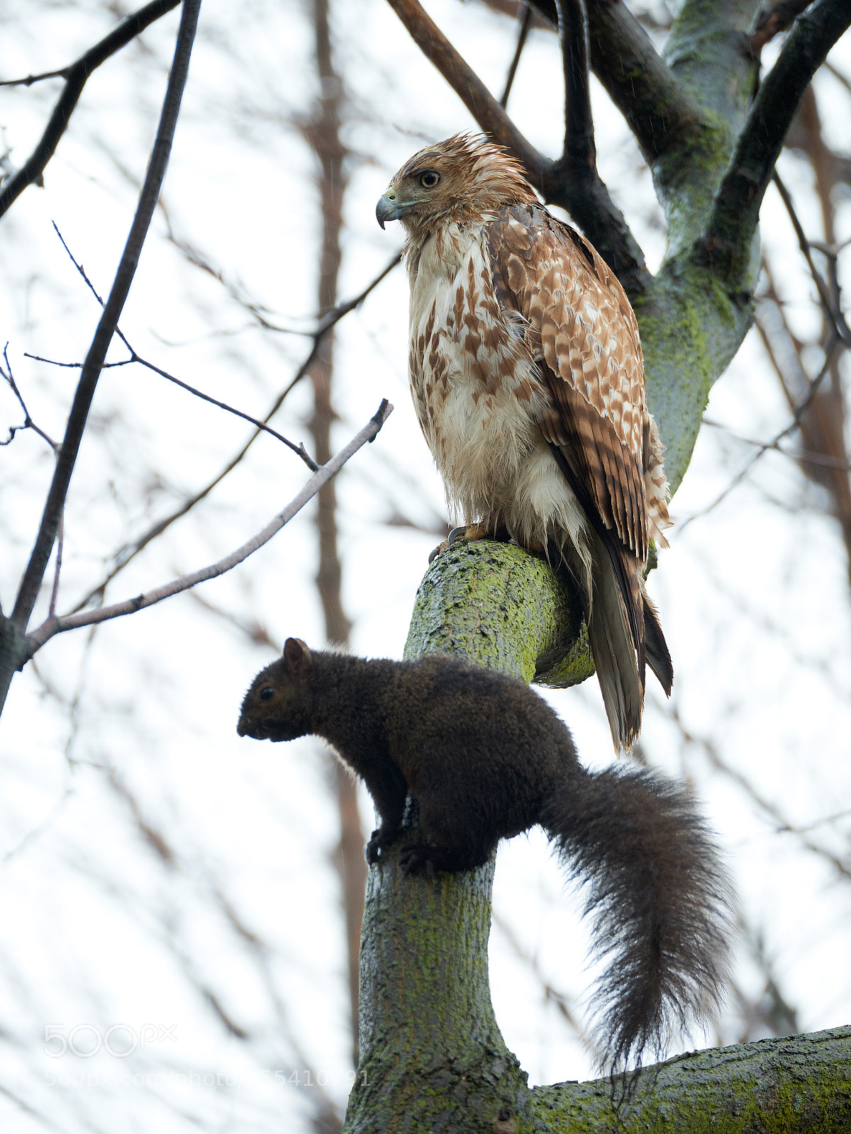 Fujifilm X-T2 sample photo. Red-tailed hawk squirrel photography
