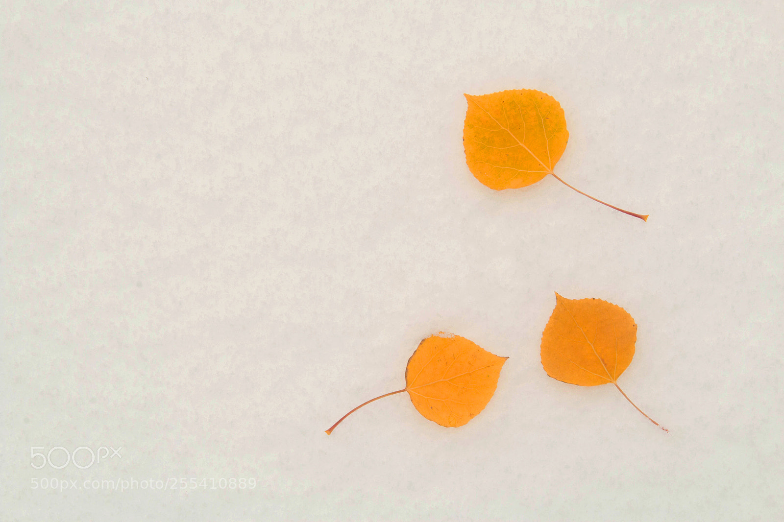 Canon EOS 70D sample photo. Aspen leaves on snow photography