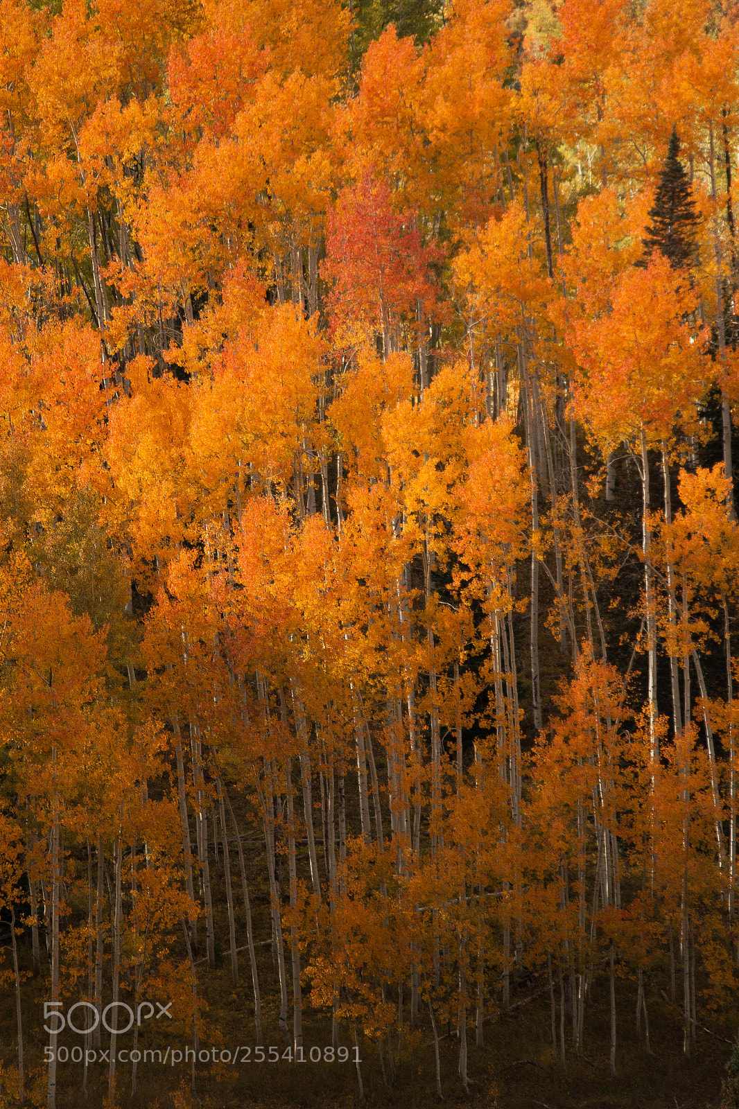 Canon EOS 70D sample photo. Aspen trees in fall photography