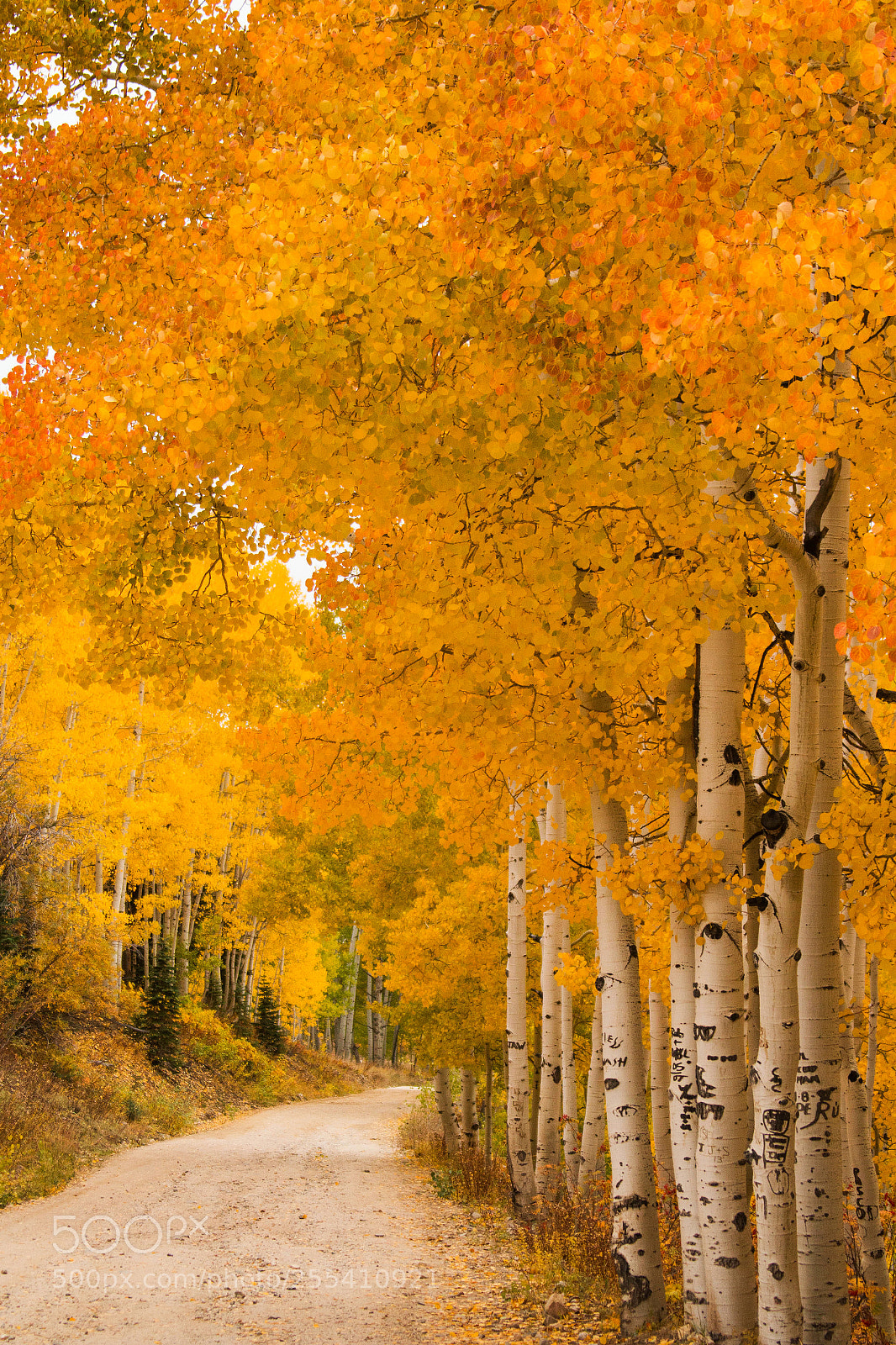 Canon EOS 70D sample photo. Countryroad in fall photography