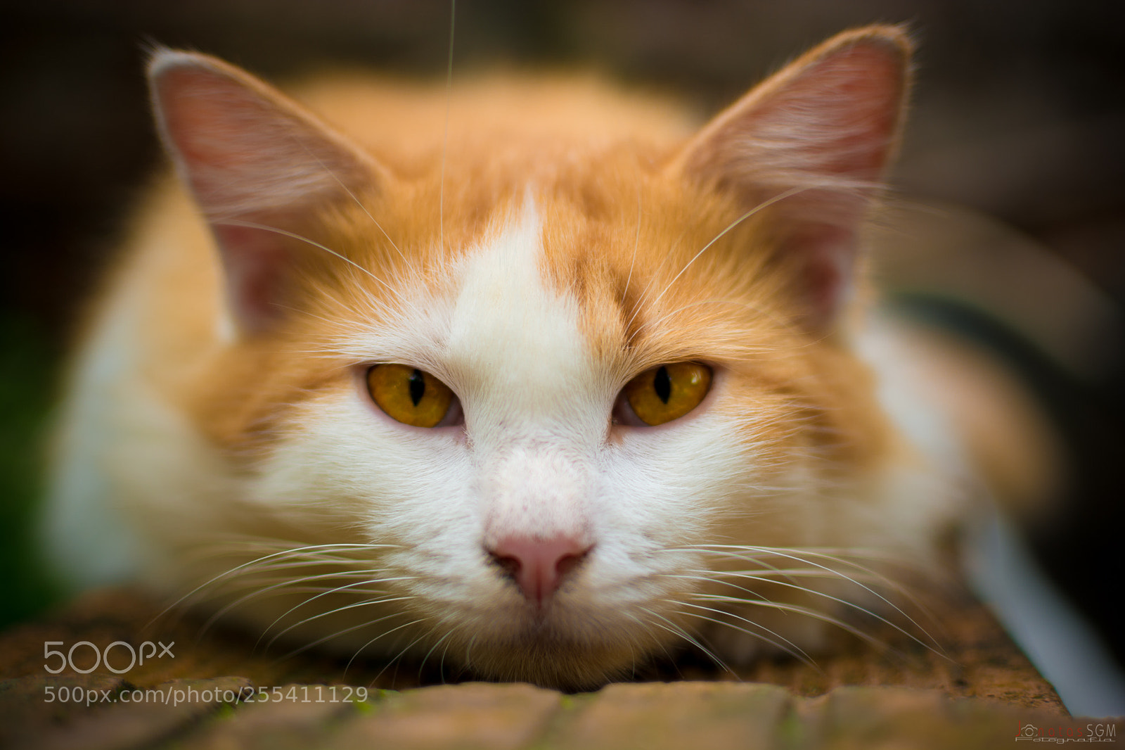 Nikon D7100 sample photo. Yellow cat photography
