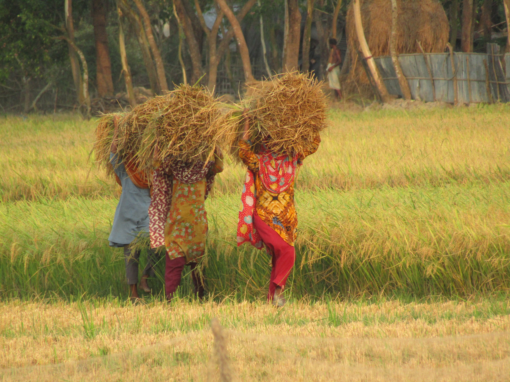 Canon PowerShot SX420 IS sample photo. Harvesting! photography