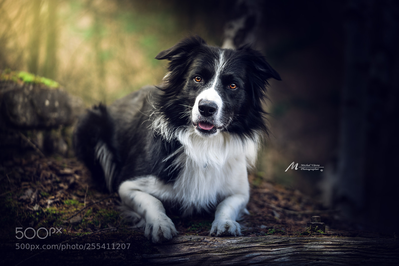Sony a7R II sample photo. Benji photography