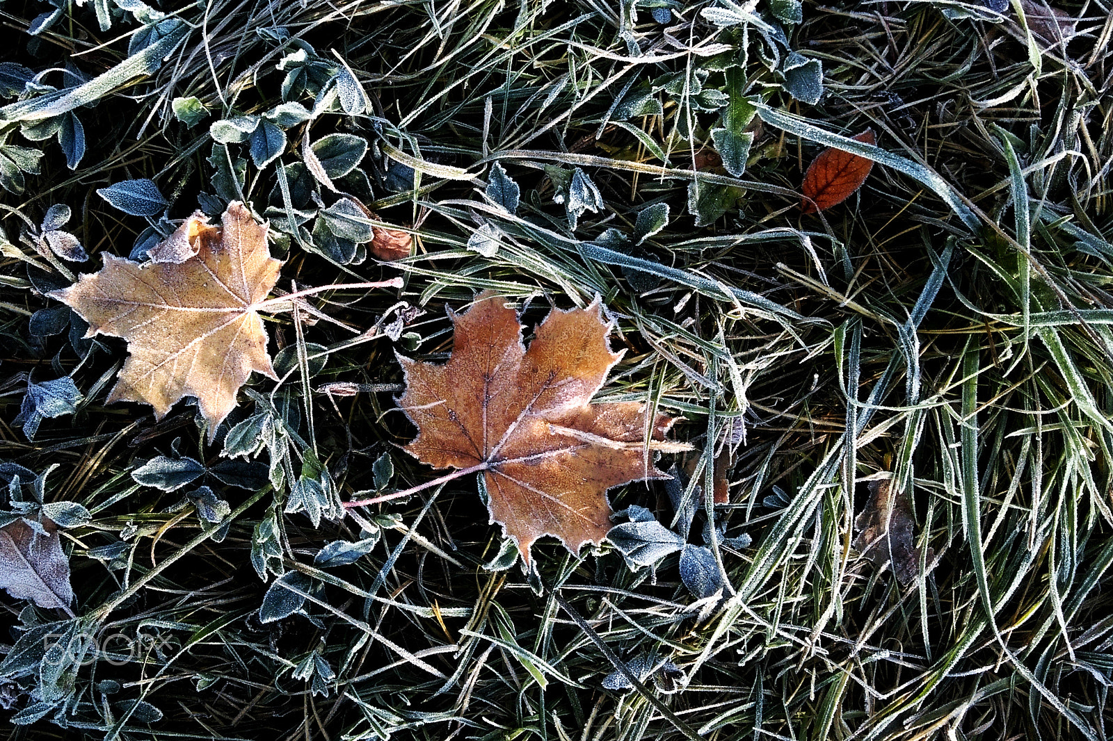 HTC DESIRE 826 DUAL SIM sample photo. A sheet covered with frost or radiation frost. the autumn colors are red and green with the dust... photography