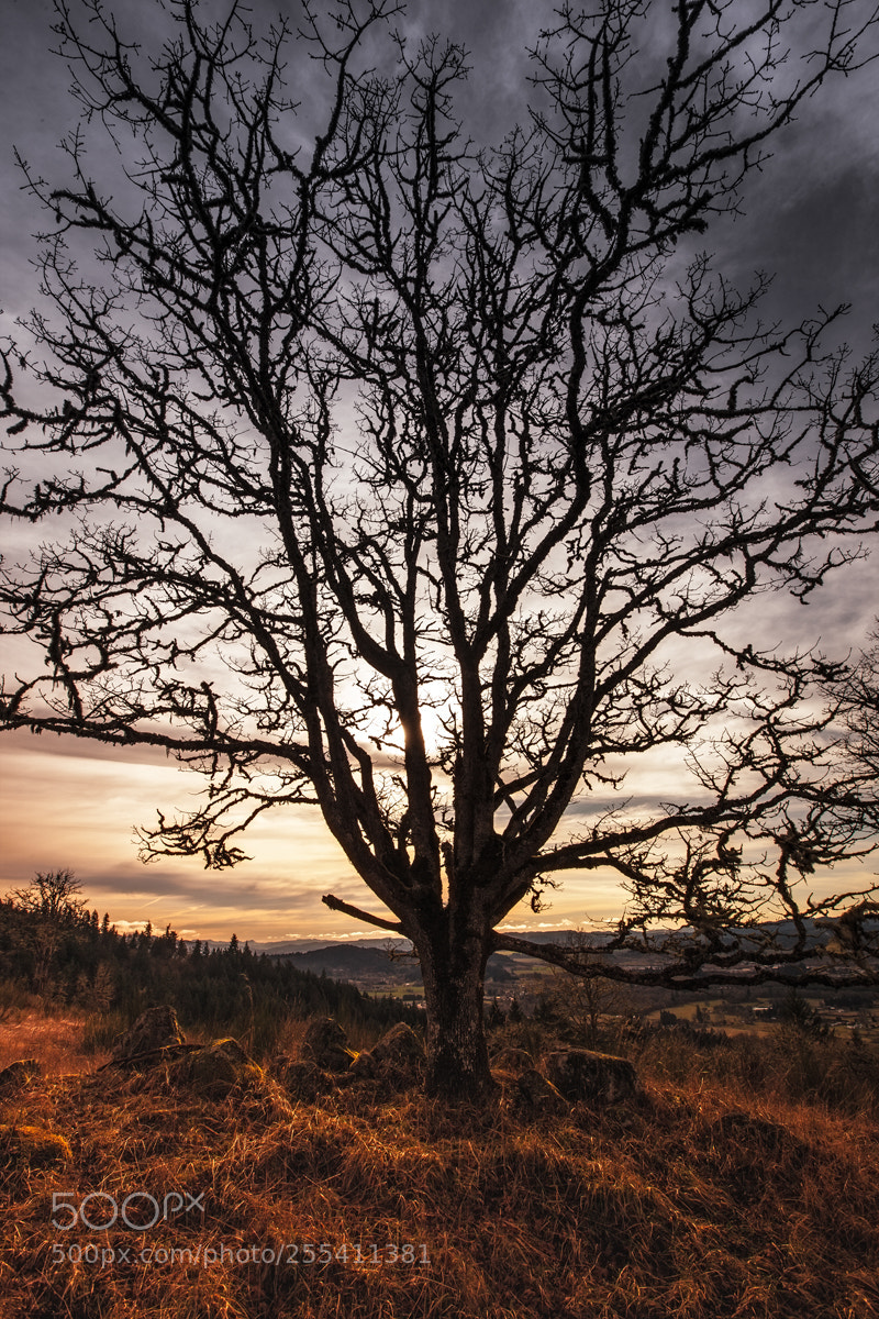 Canon EOS-1Ds Mark III sample photo. Winter silhouette photography