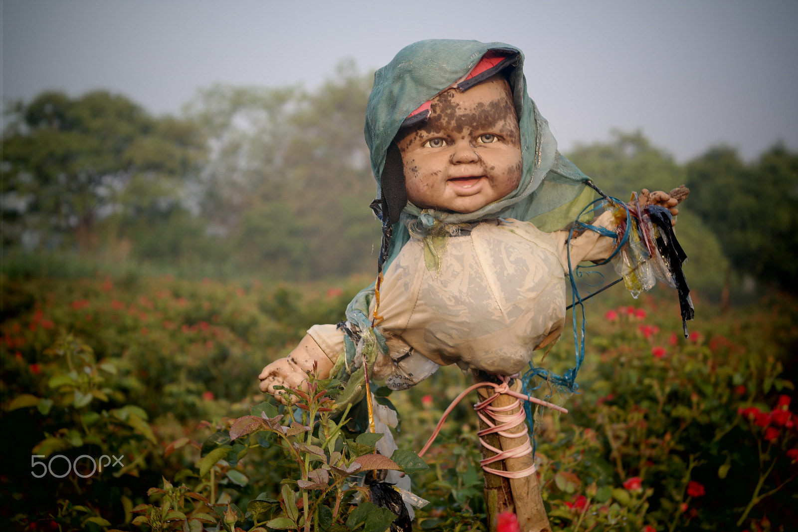 Samsung NX2000 sample photo. Guardian of rose field photography