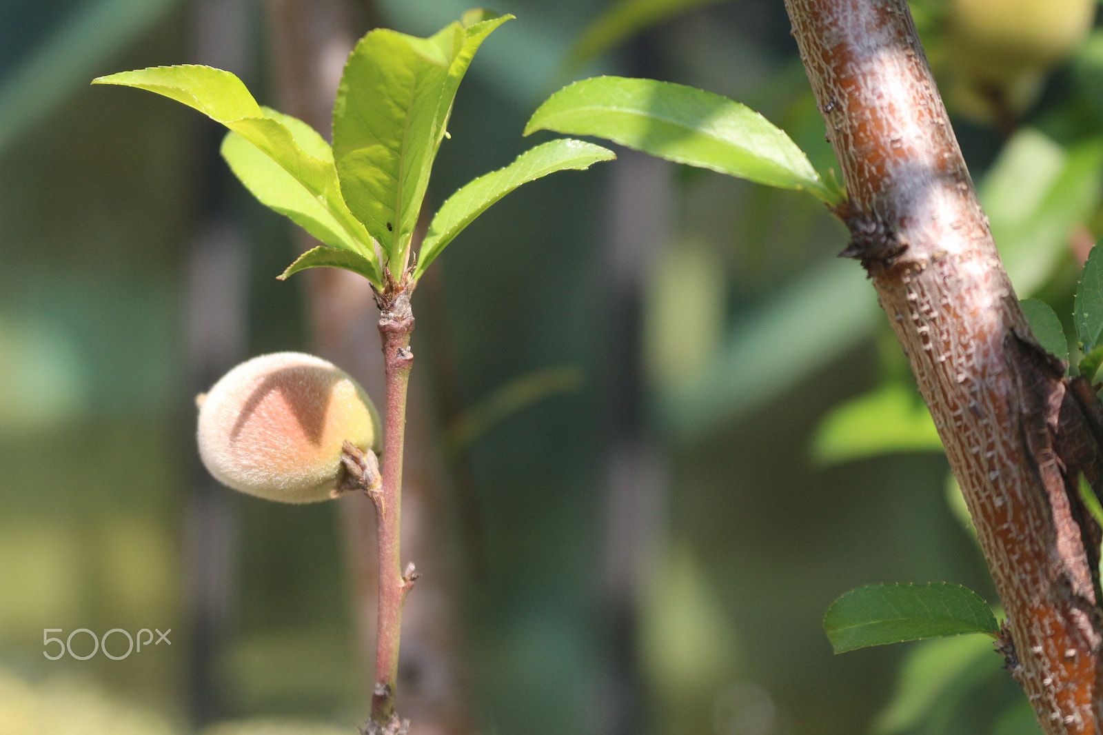 Canon EOS 700D (EOS Rebel T5i / EOS Kiss X7i) + Canon EF-S 18-55mm F3.5-5.6 IS STM sample photo. Img photography