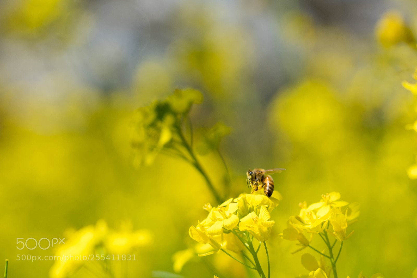Sony a7 II sample photo. Untitled photography