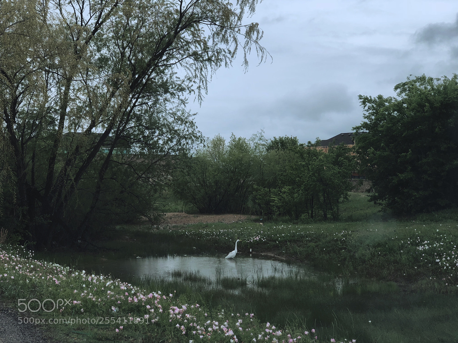 Apple iPhone 8 Plus sample photo. A swan photography