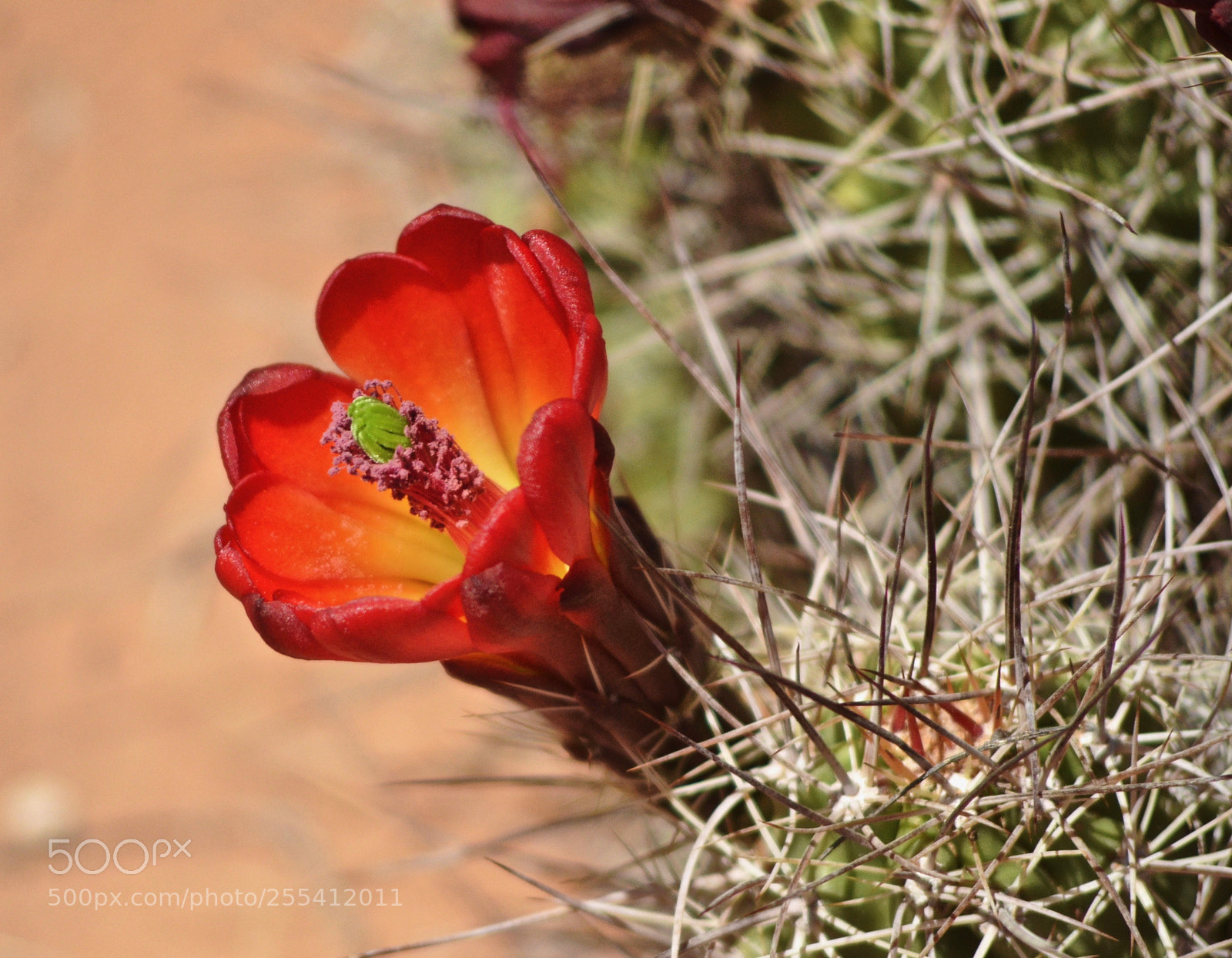 Nikon D7000 sample photo. Flowers of arizona photography