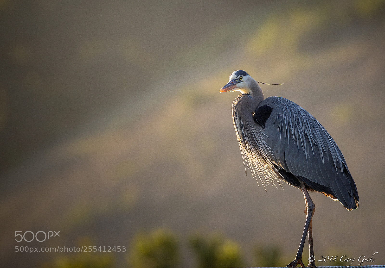 Canon EOS 7D Mark II sample photo. Great blue heron photography