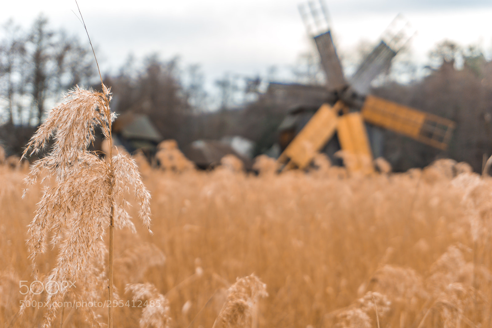 Sony a6000 sample photo. Peaceful crop field with photography