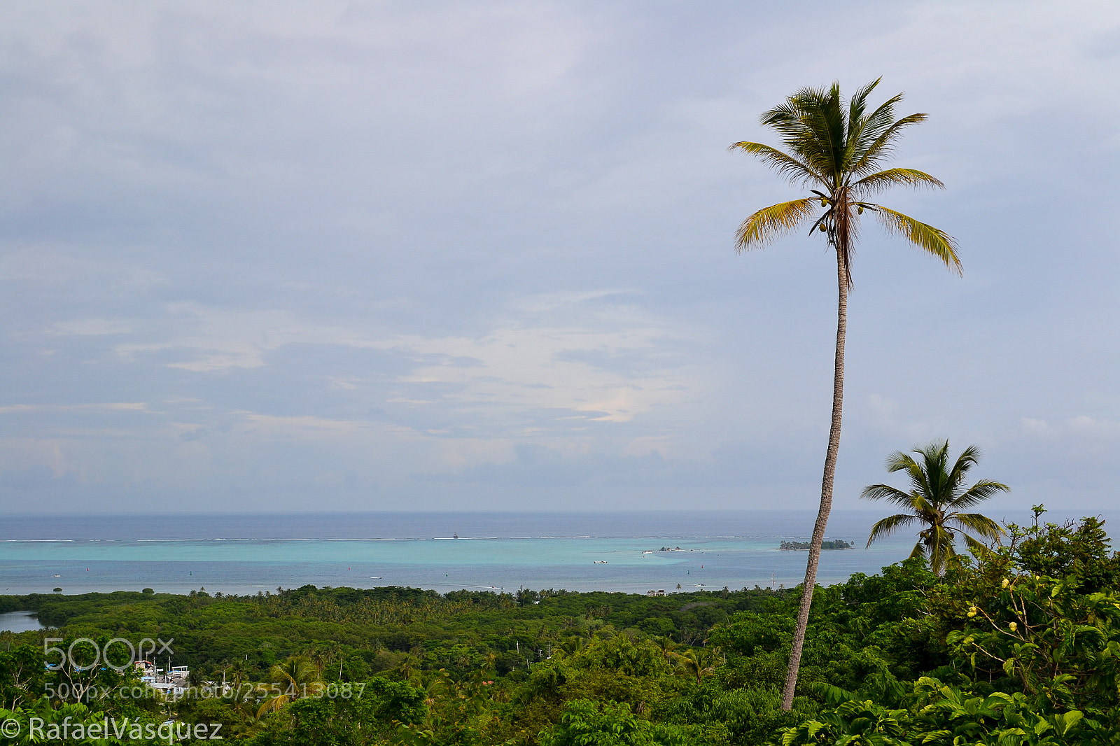 Nikon D3100 sample photo. Palmera caribeña photography