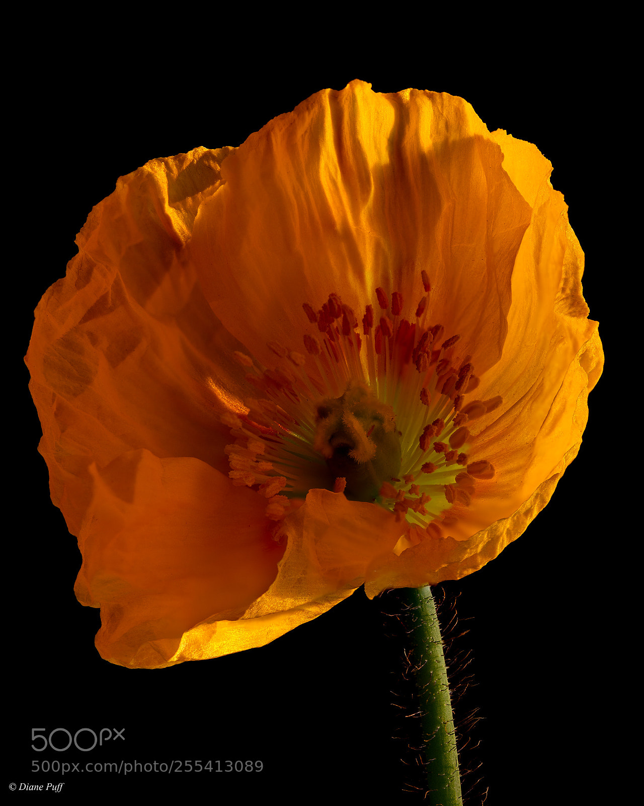 Canon EOS 6D sample photo. My little poppy photography