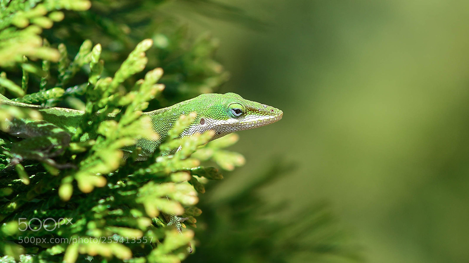 Nikon D800 sample photo. Go green! photography