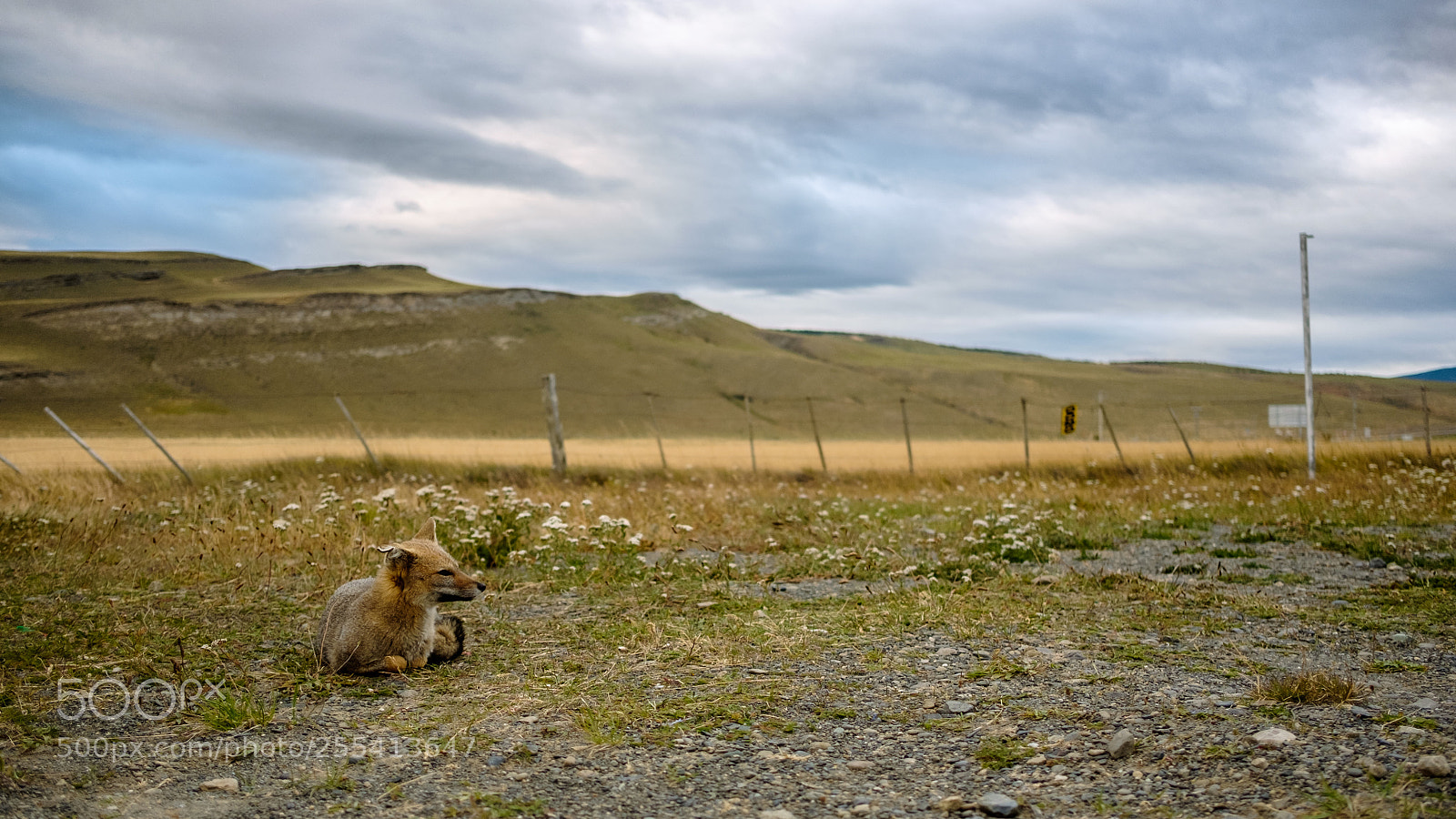Fujifilm X-T1 sample photo. Zorro patagón photography