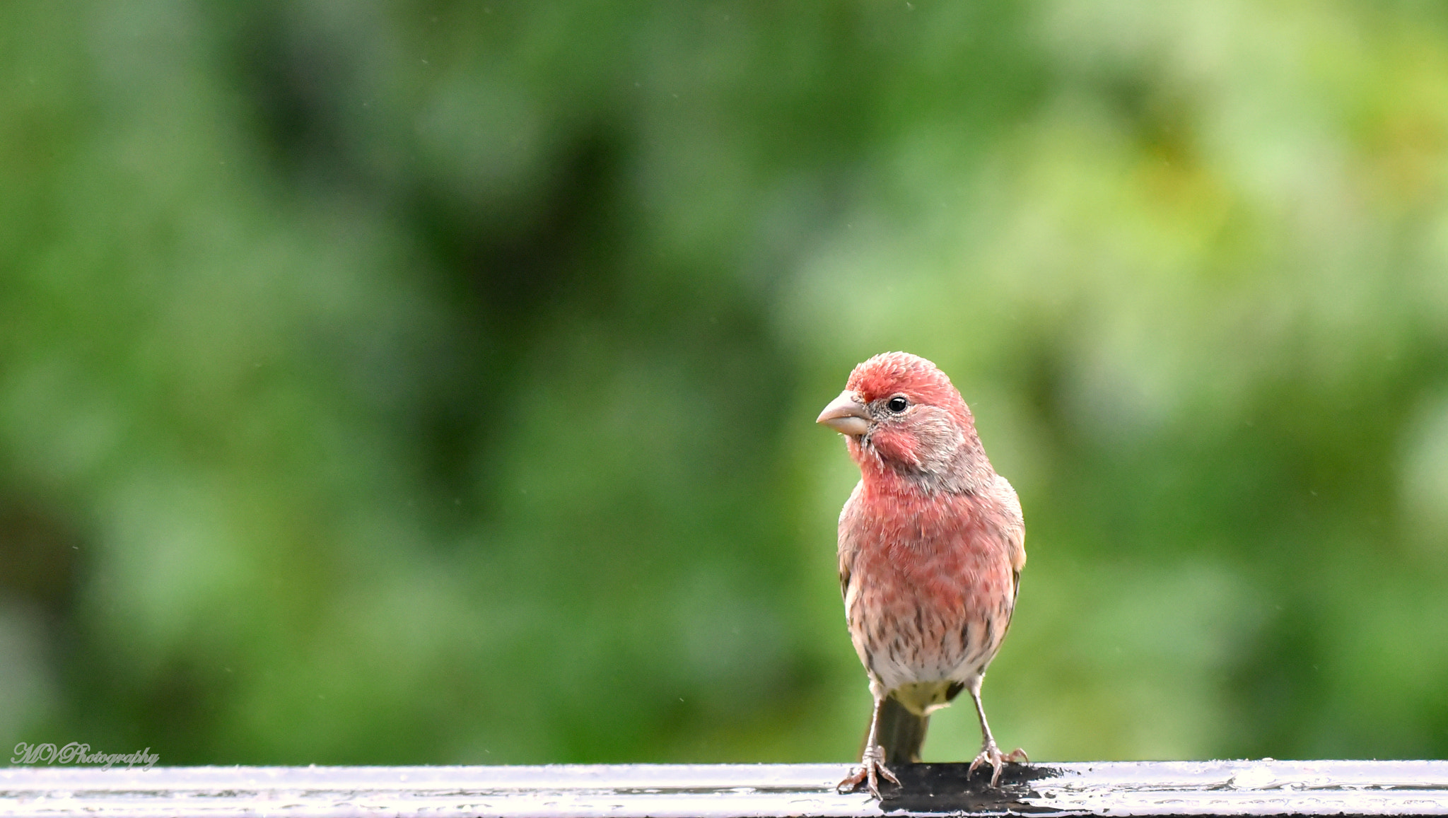 Nikon D750 sample photo. Red finch photography