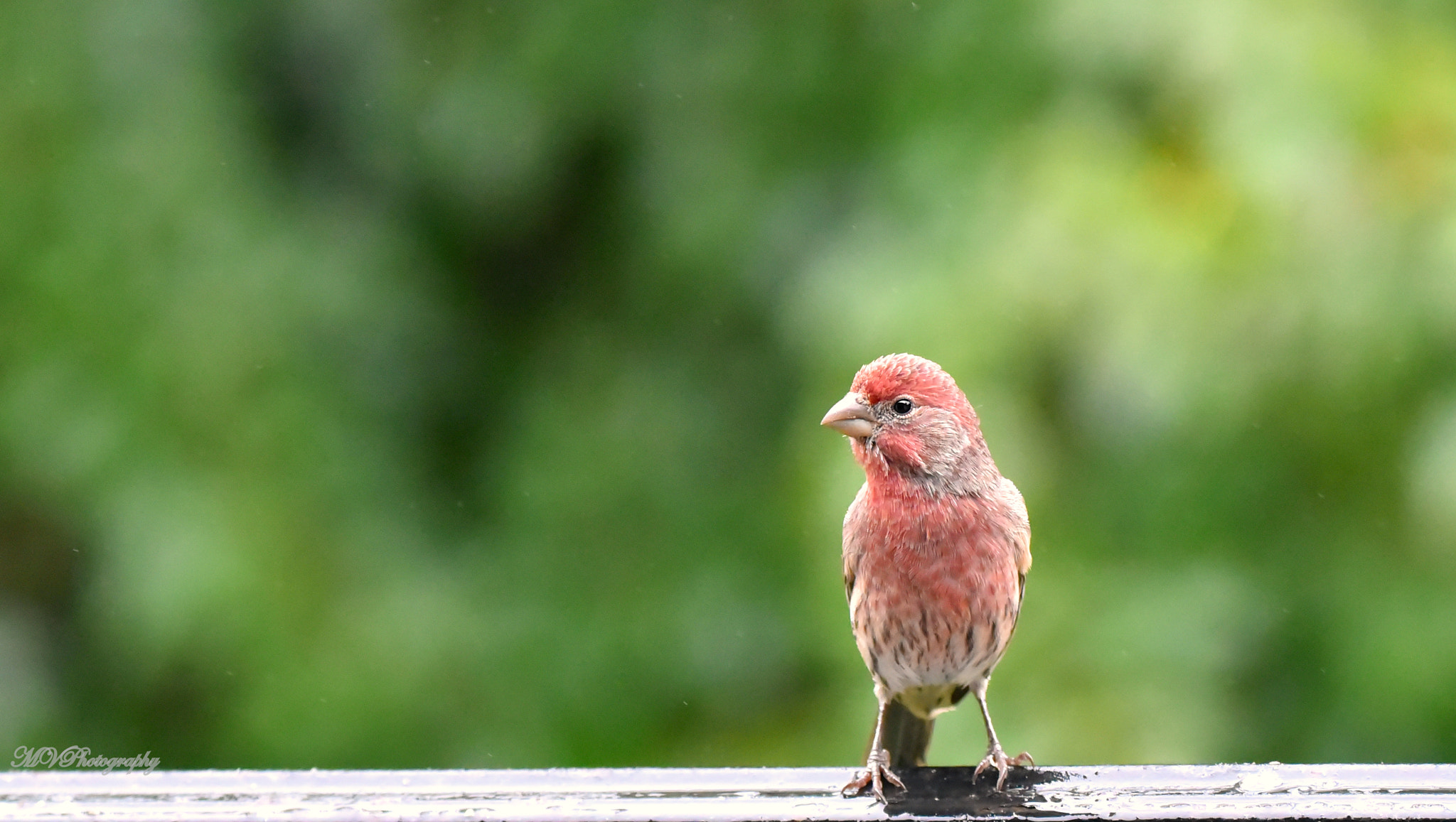 Sigma 150-600mm F5-6.3 DG OS HSM | C sample photo. Red finch photography