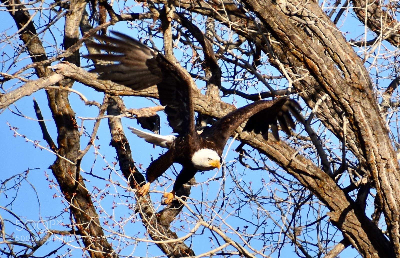 Nikon D3400 sample photo. Bald eagle frying pan photography