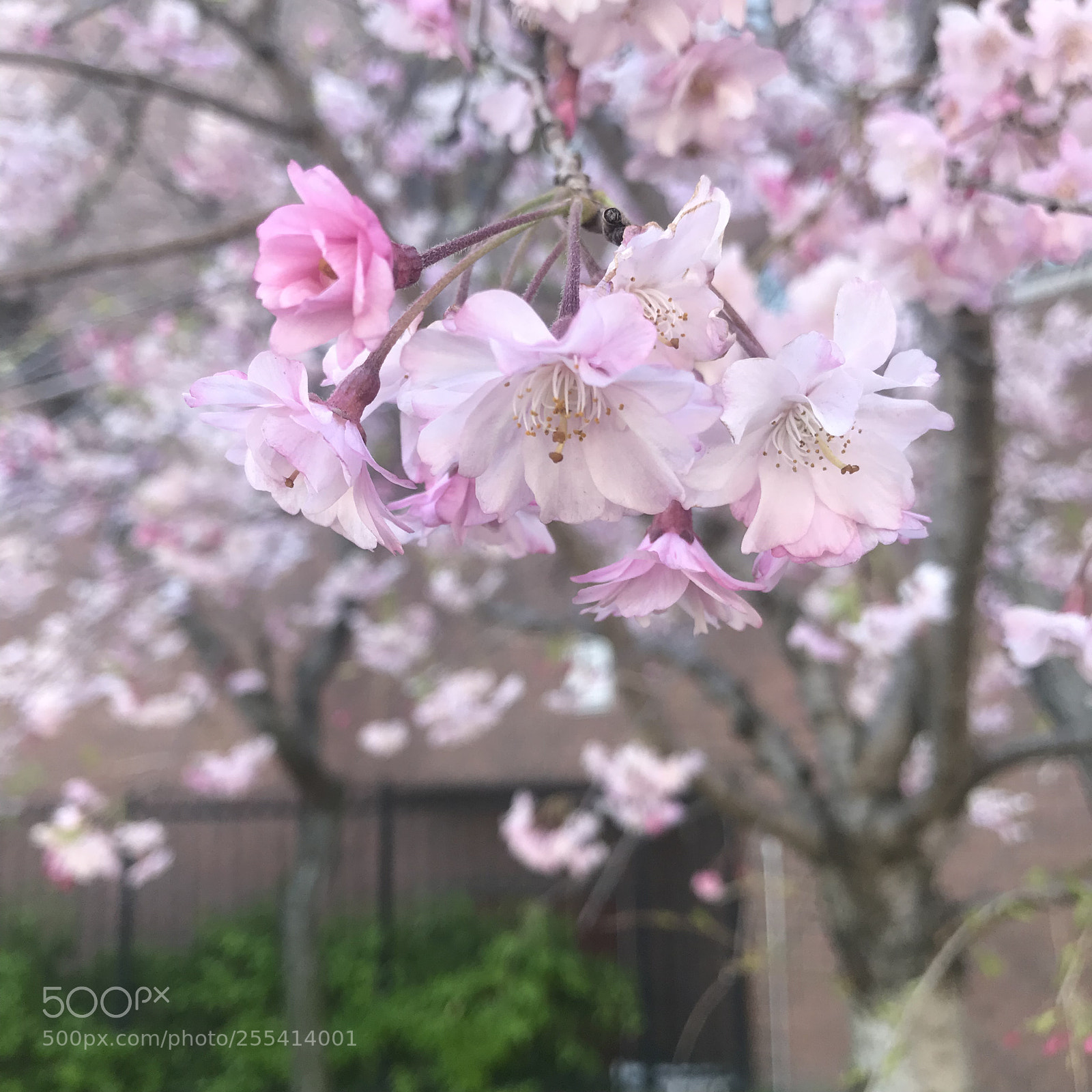 Apple iPhone 7 Plus sample photo. Beauty of nature  photography